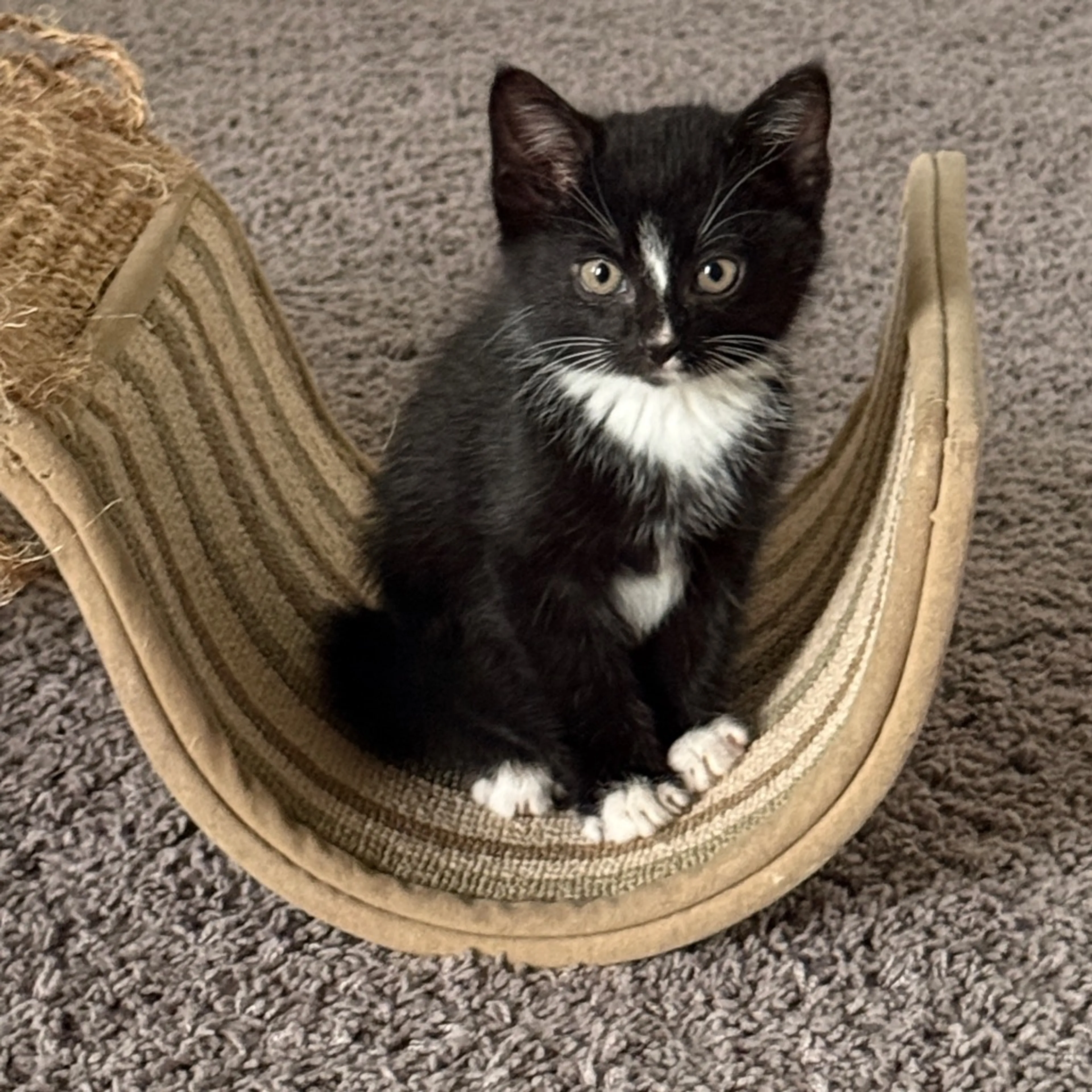 Found pet-0