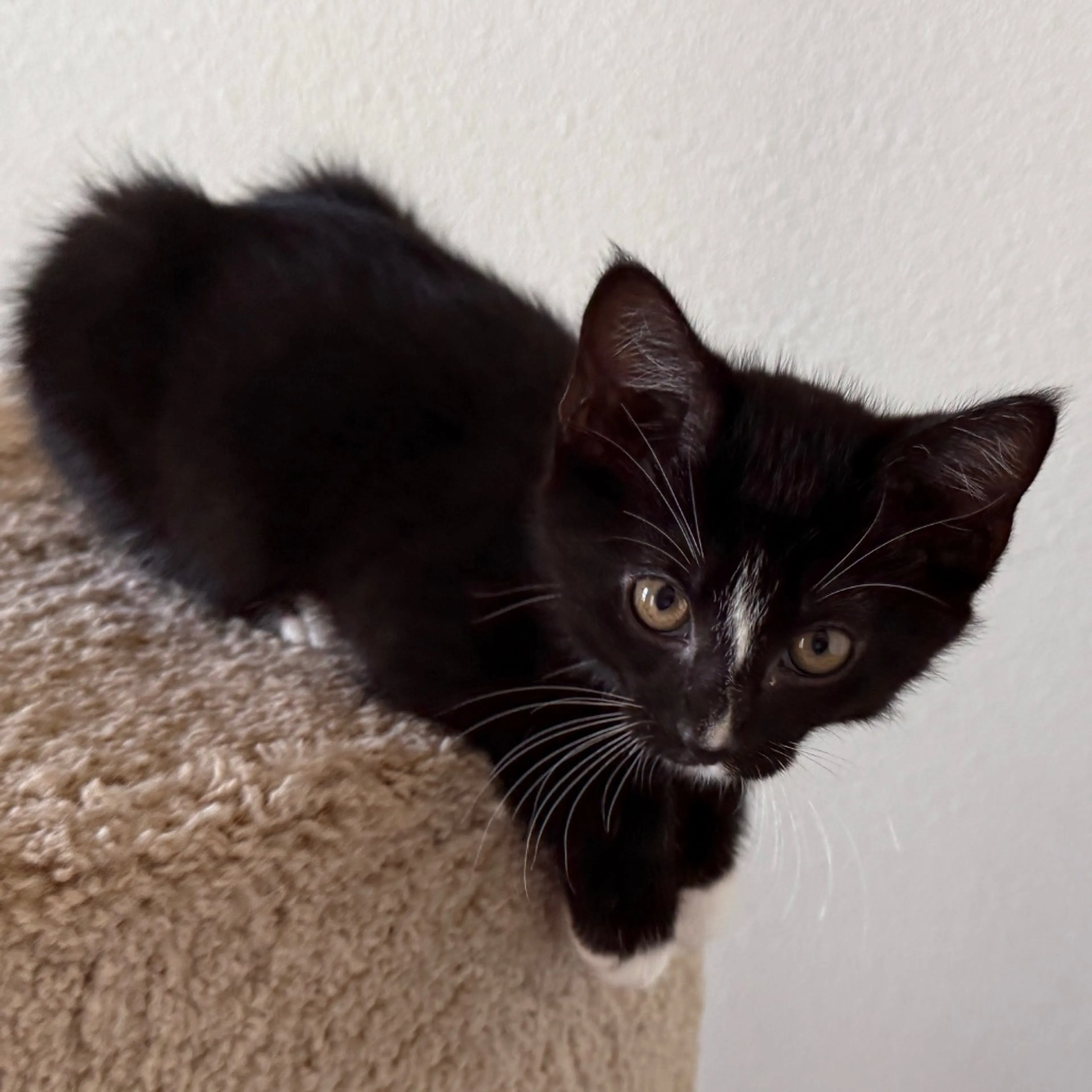 Found pet-8