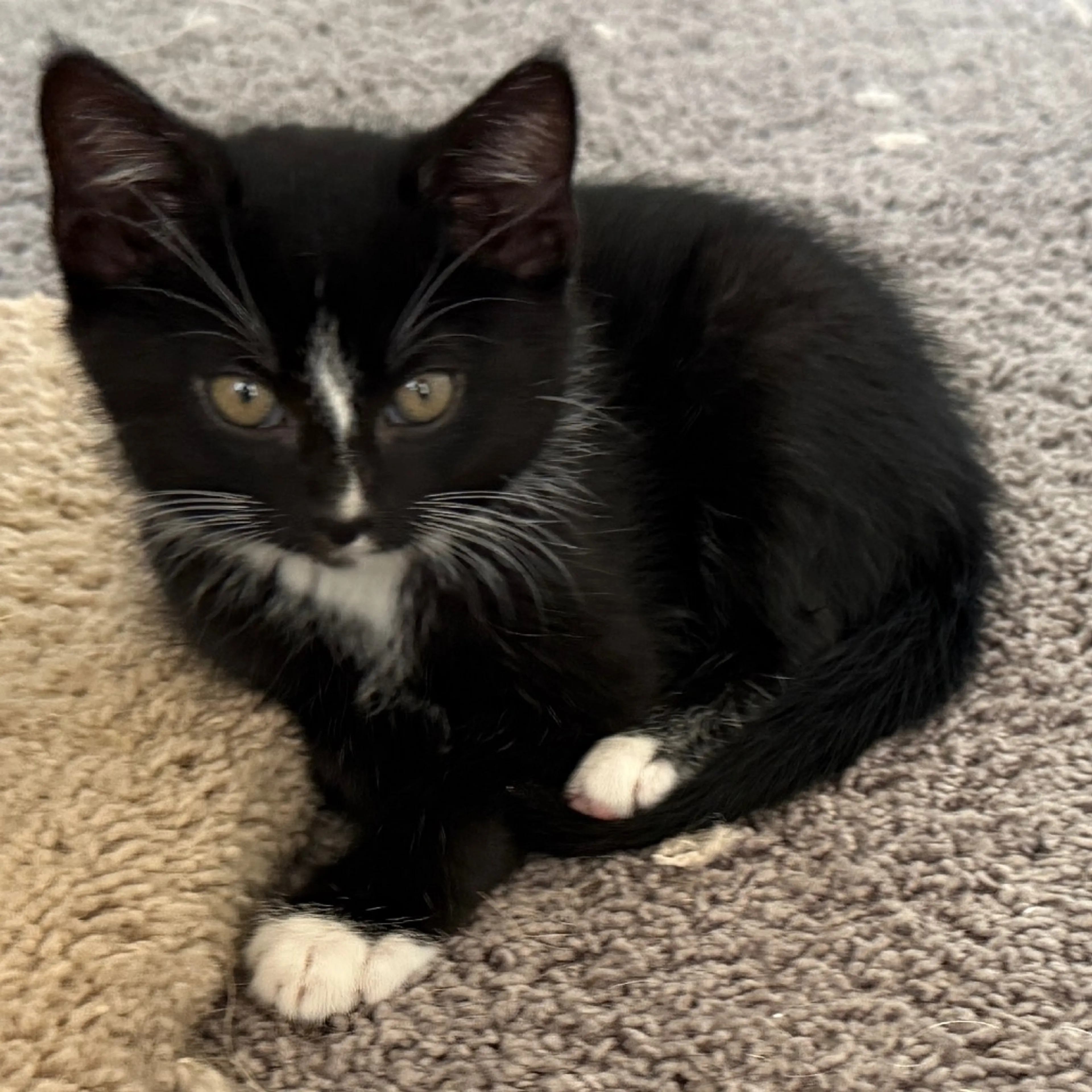Found pet-15