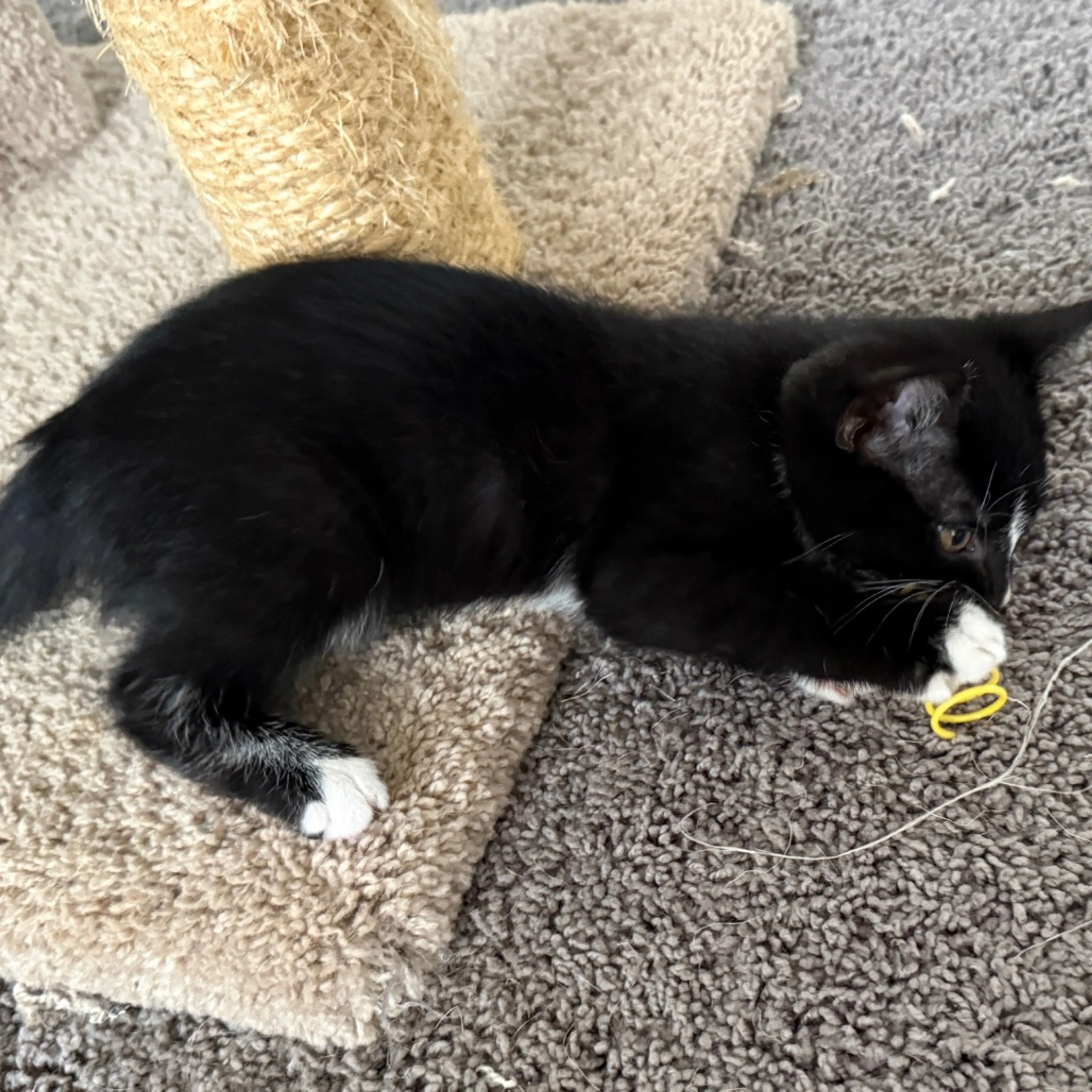 Found pet-11