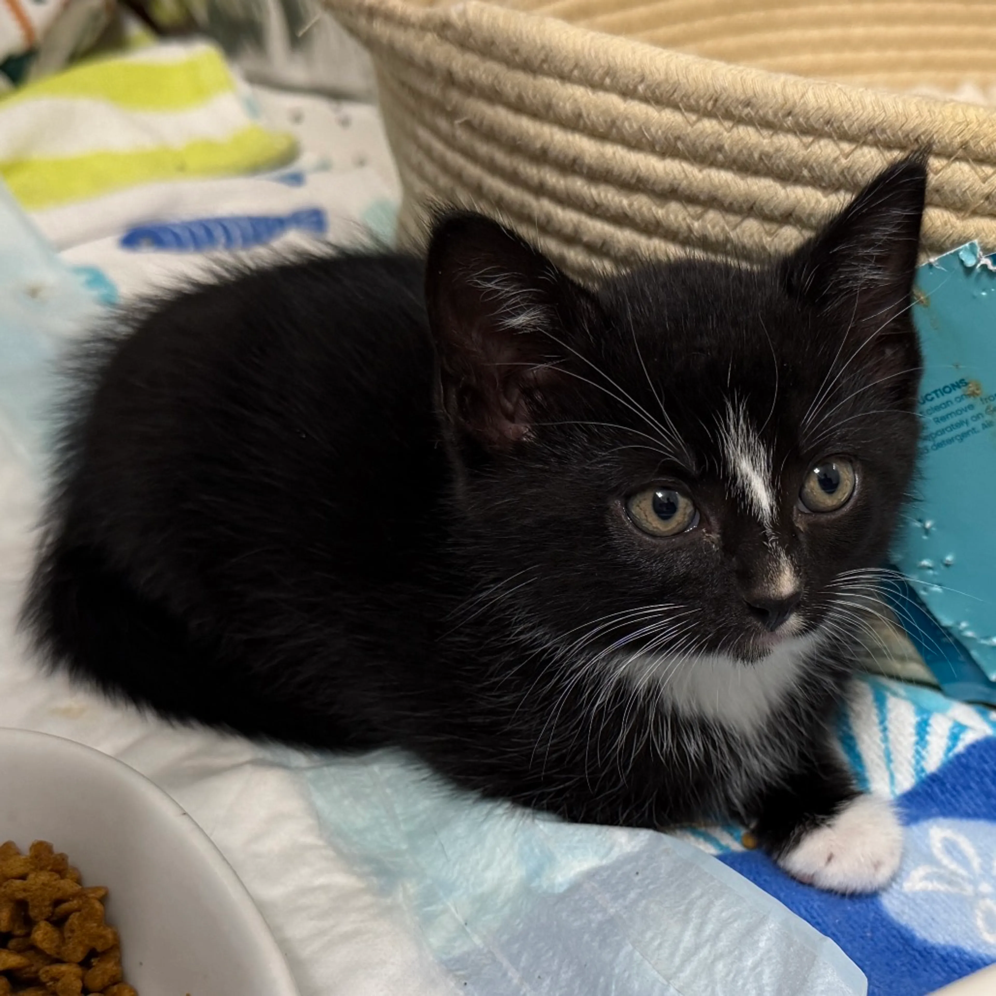 Found pet-5