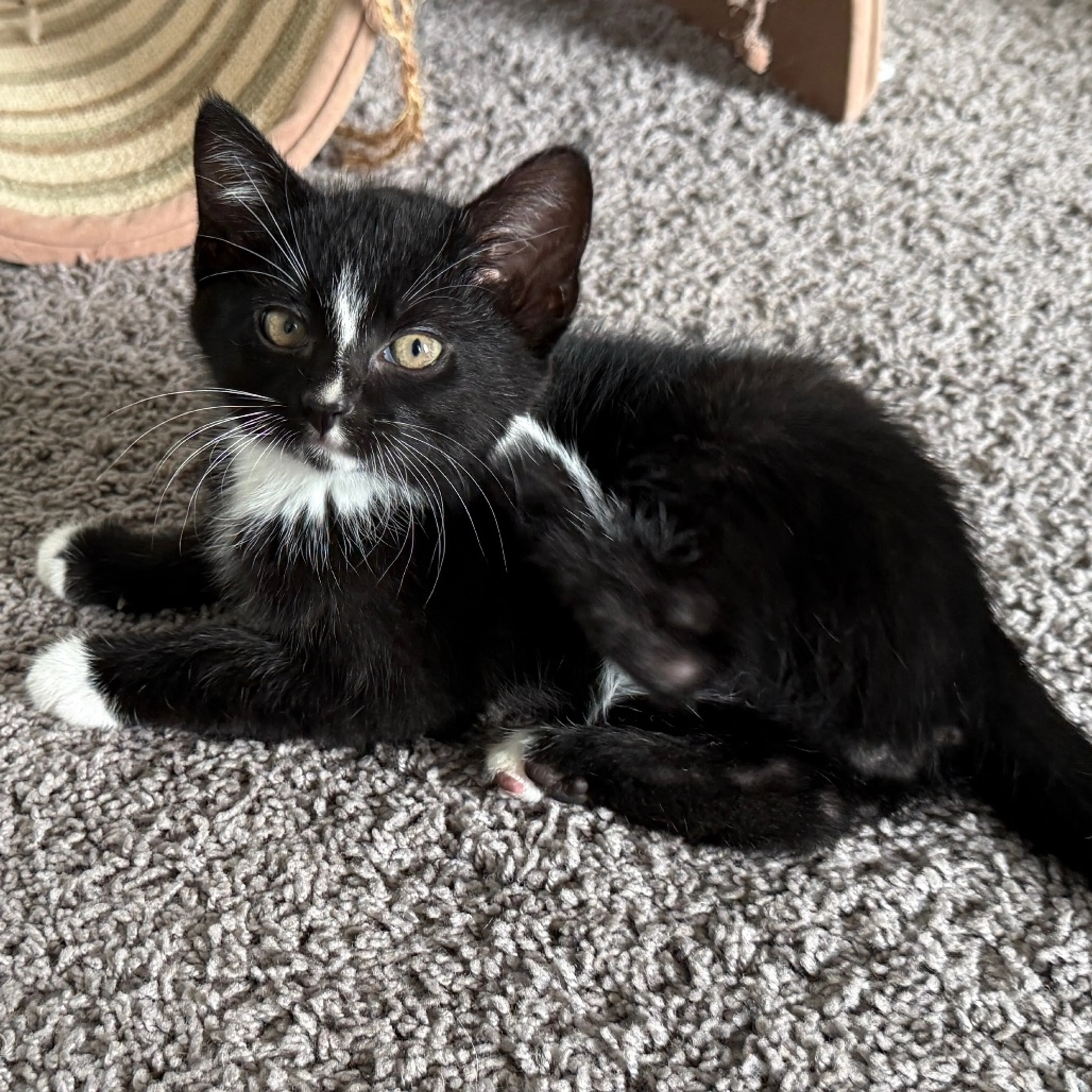 Found pet-13
