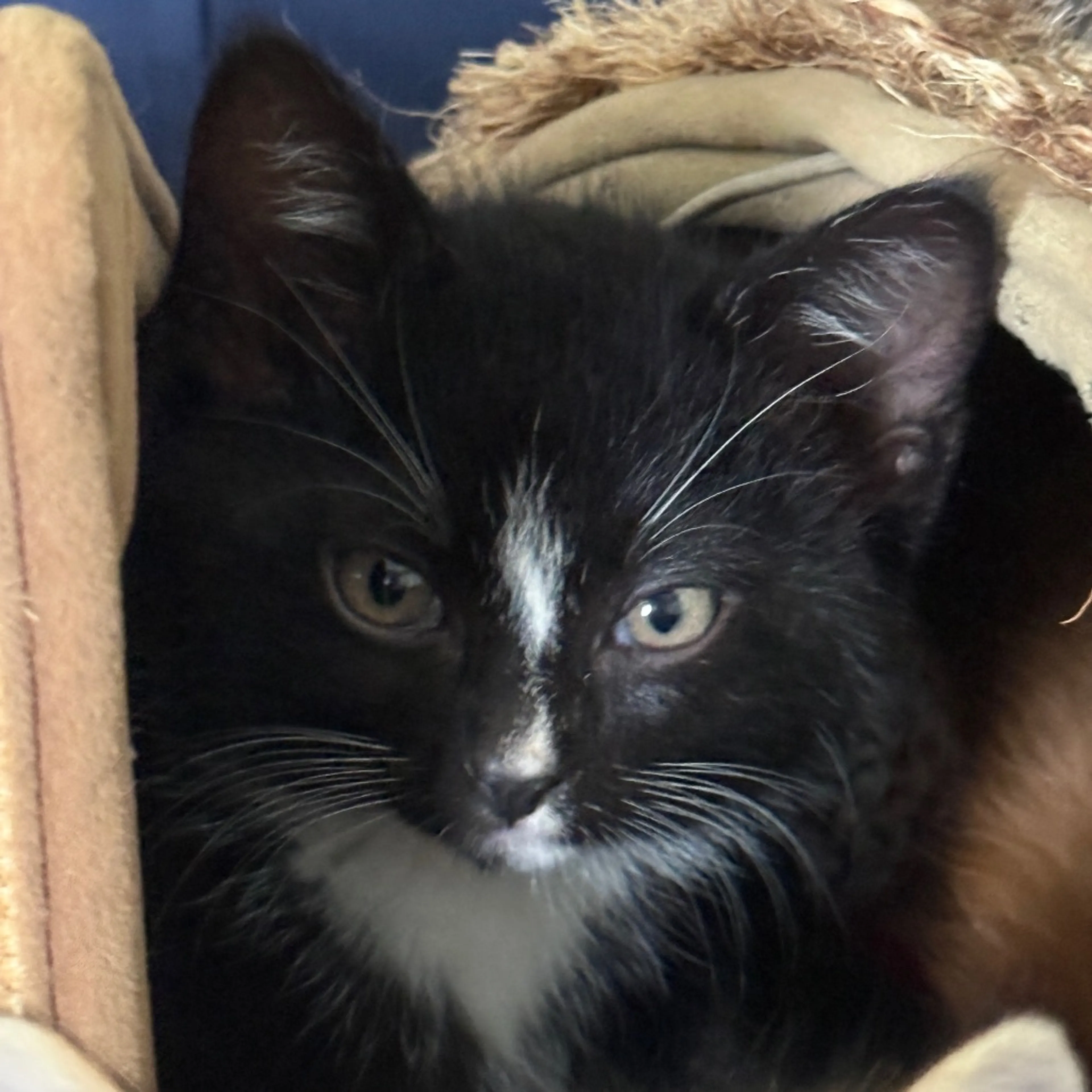 Found pet-7