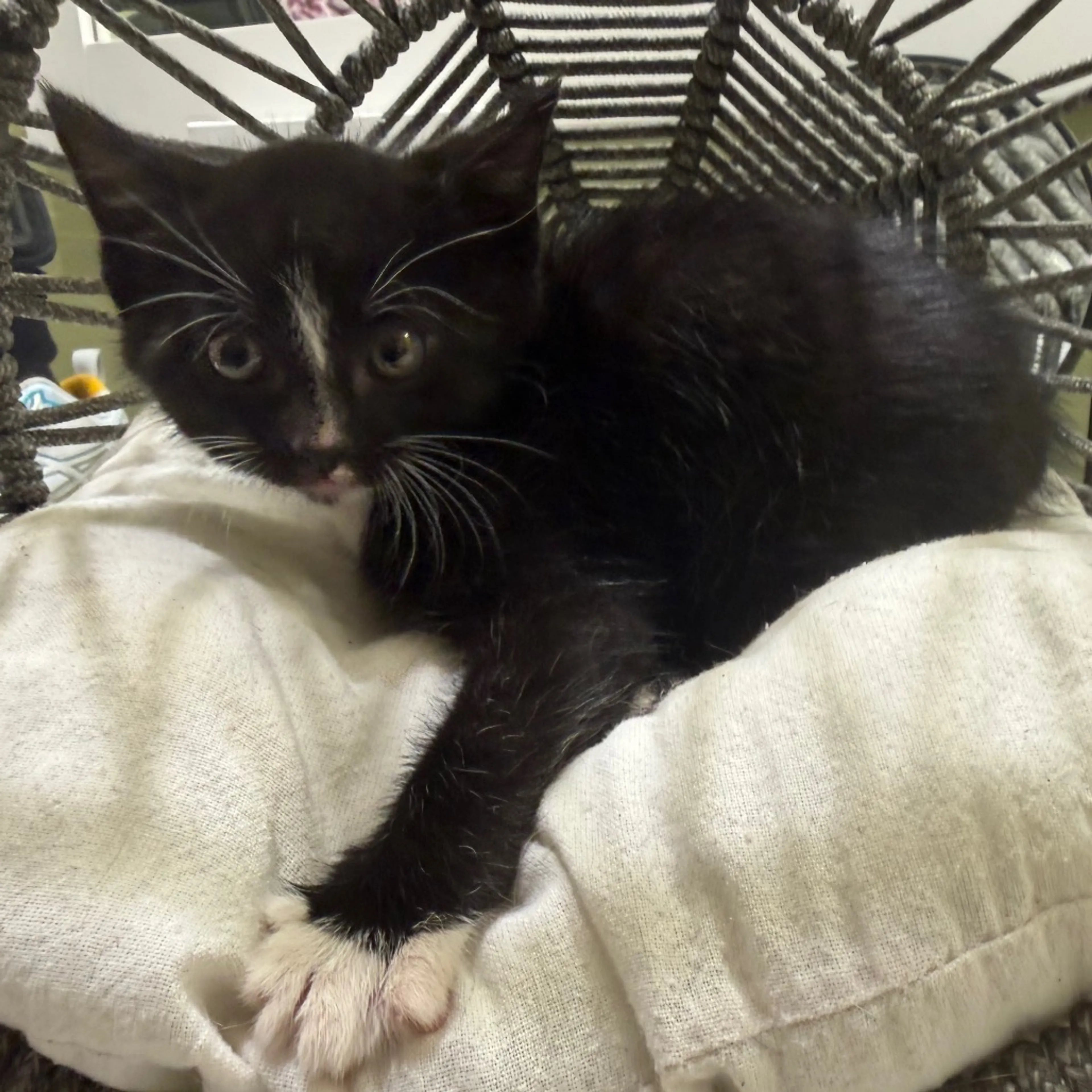Found pet-1