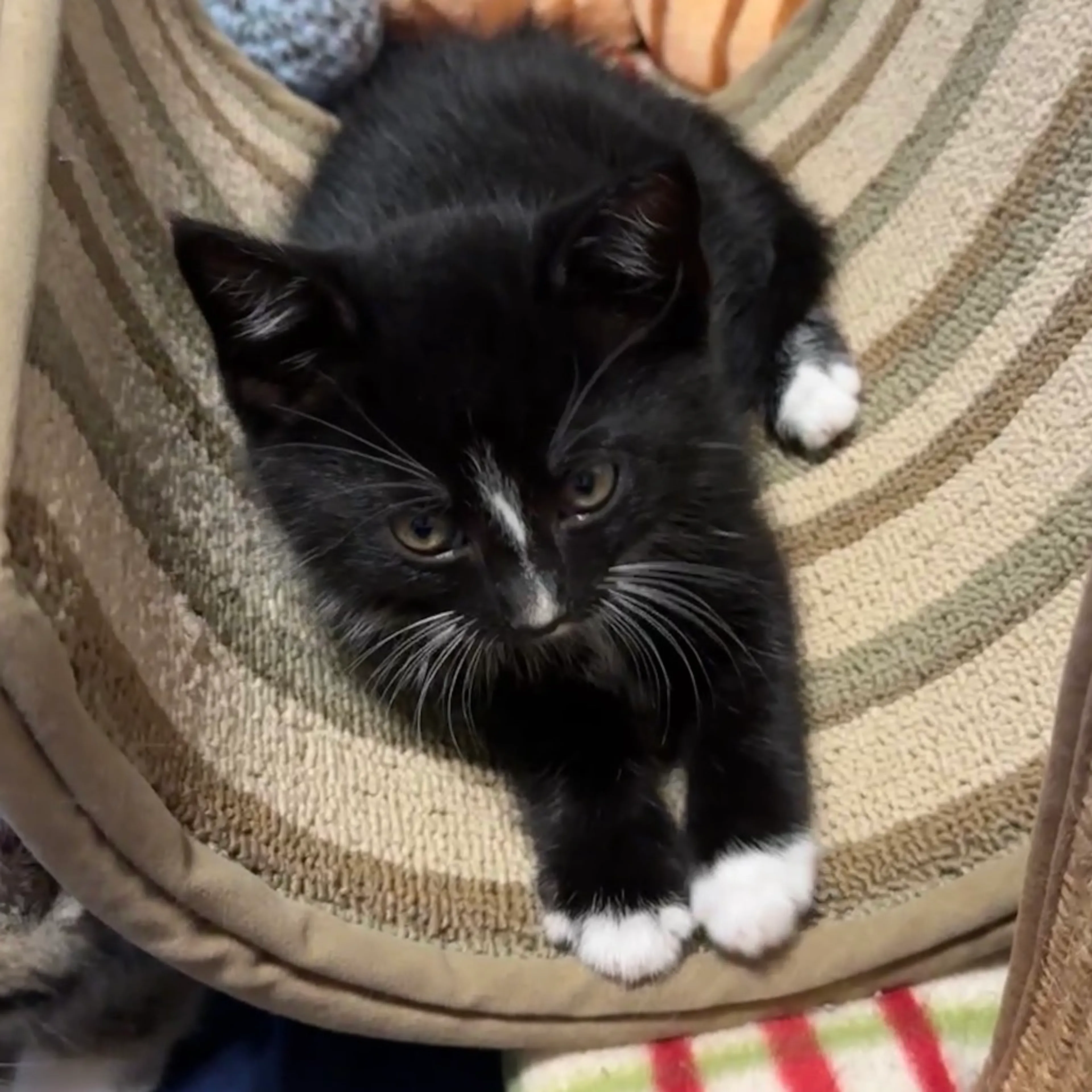 Found pet-2