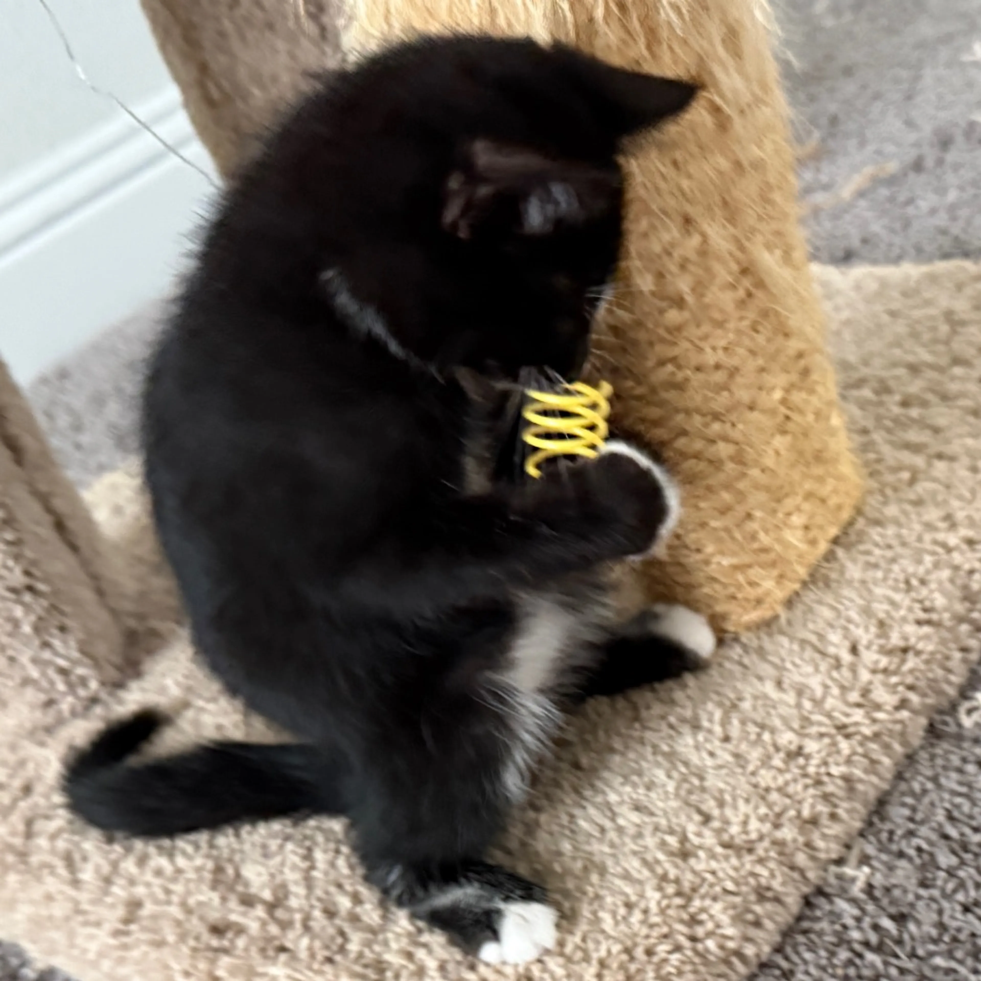 Found pet-12