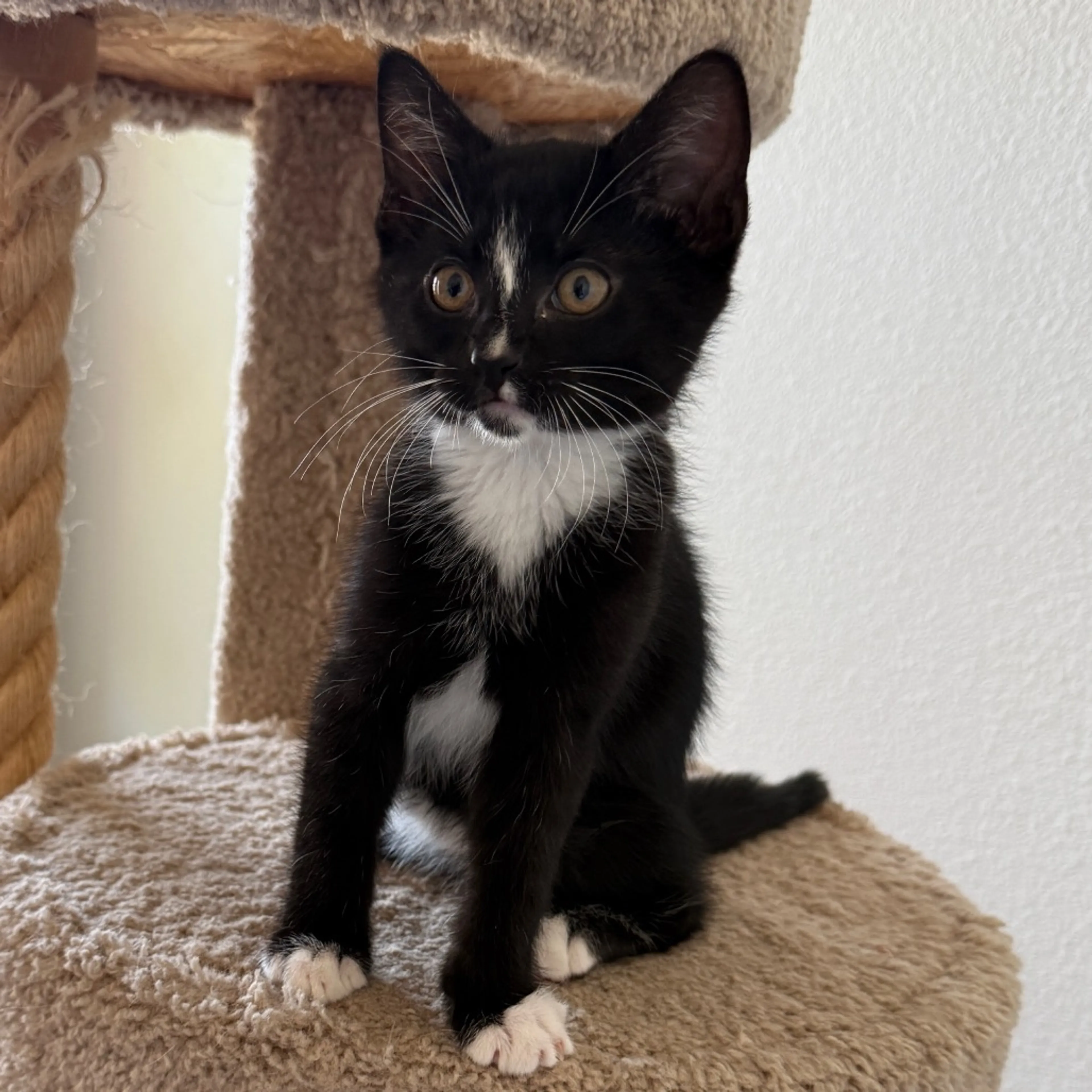 Found pet-9