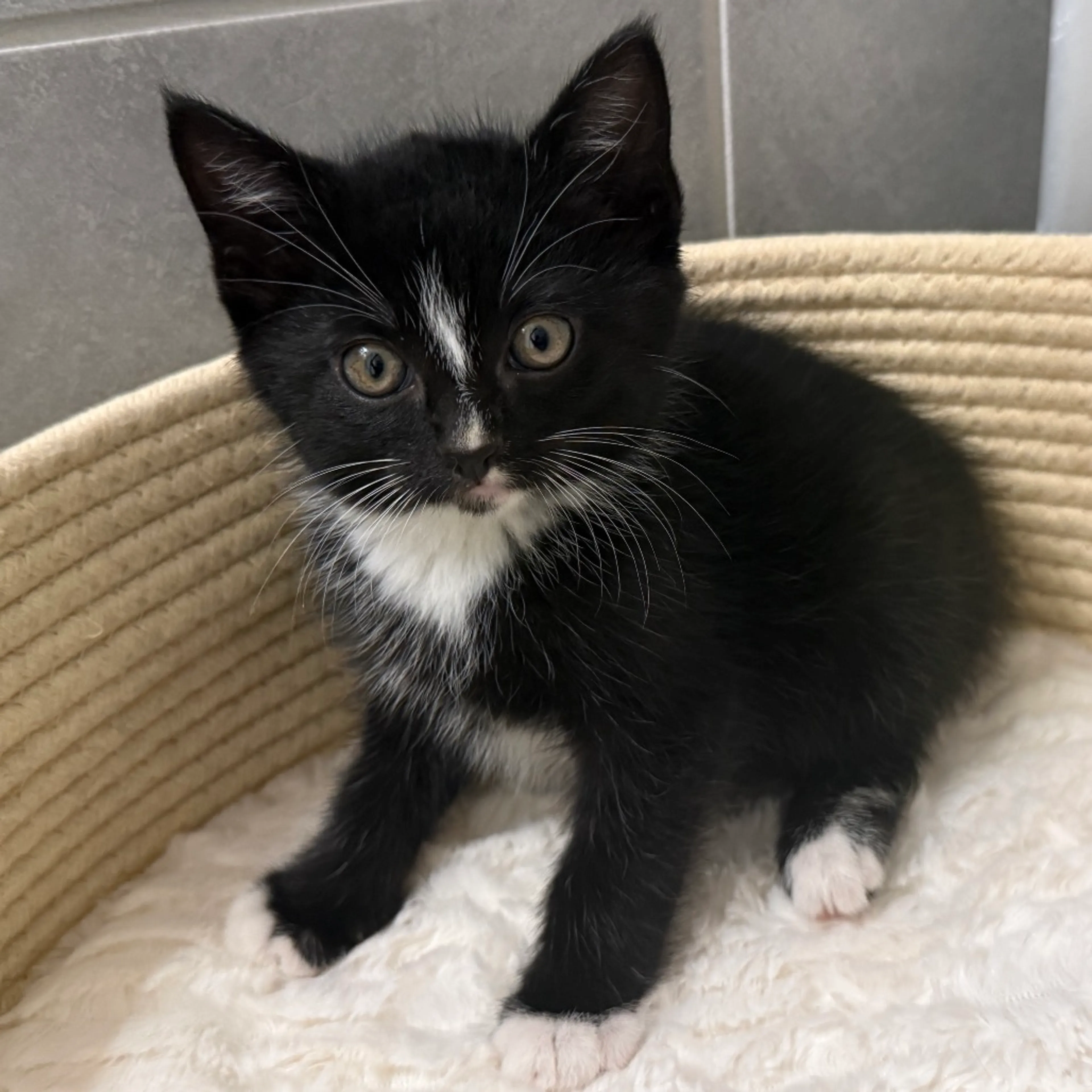 Found pet-4