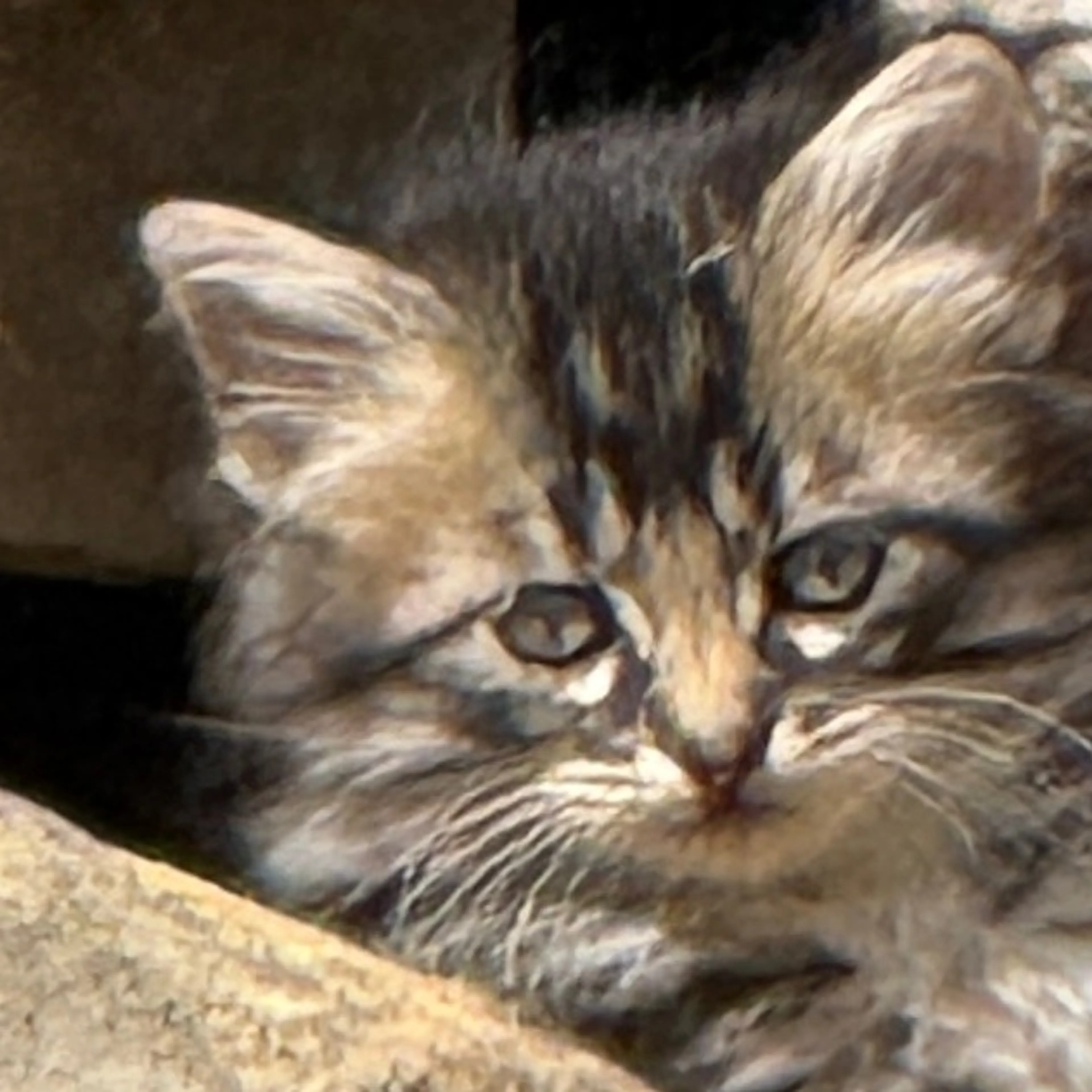Found pet-9