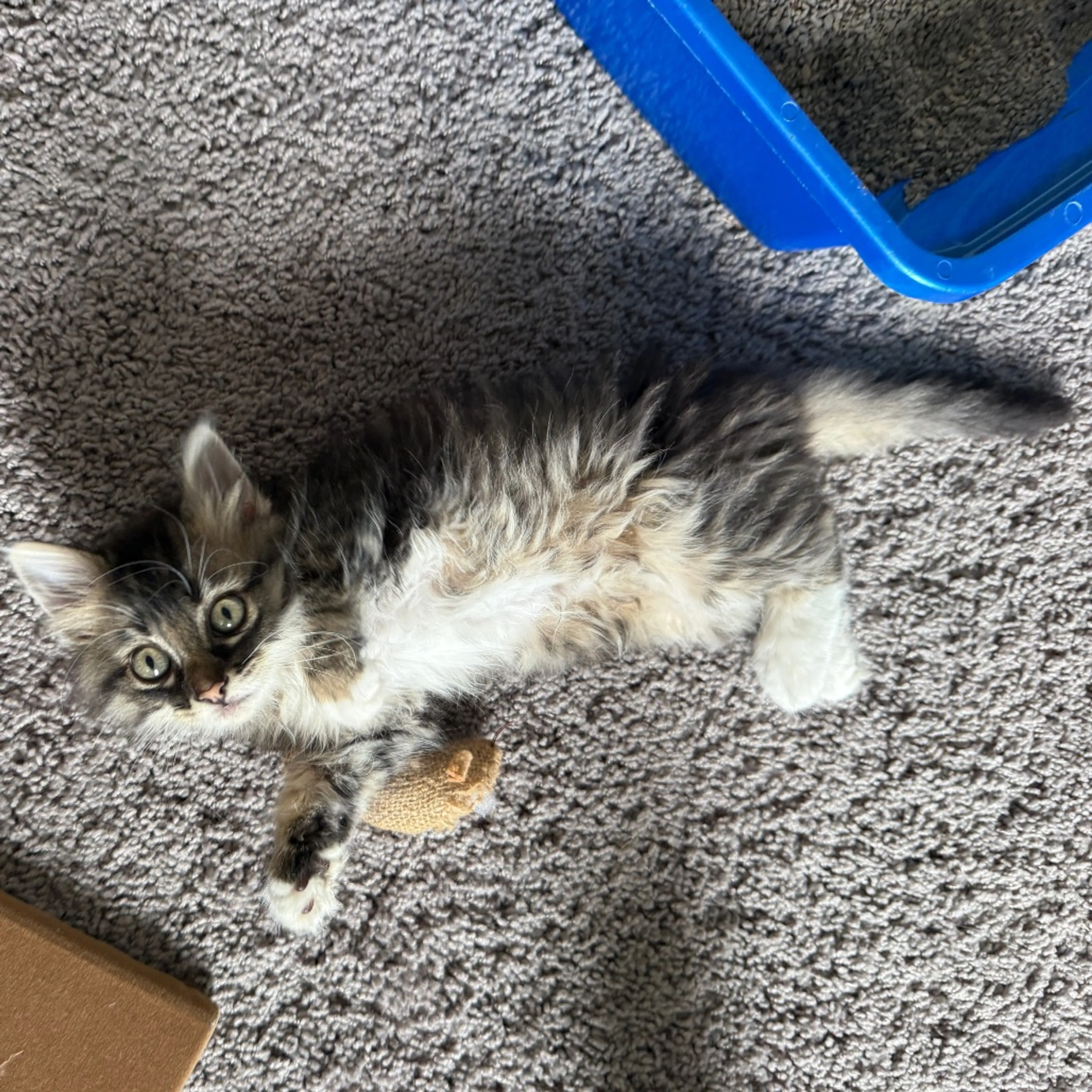 Found pet-17