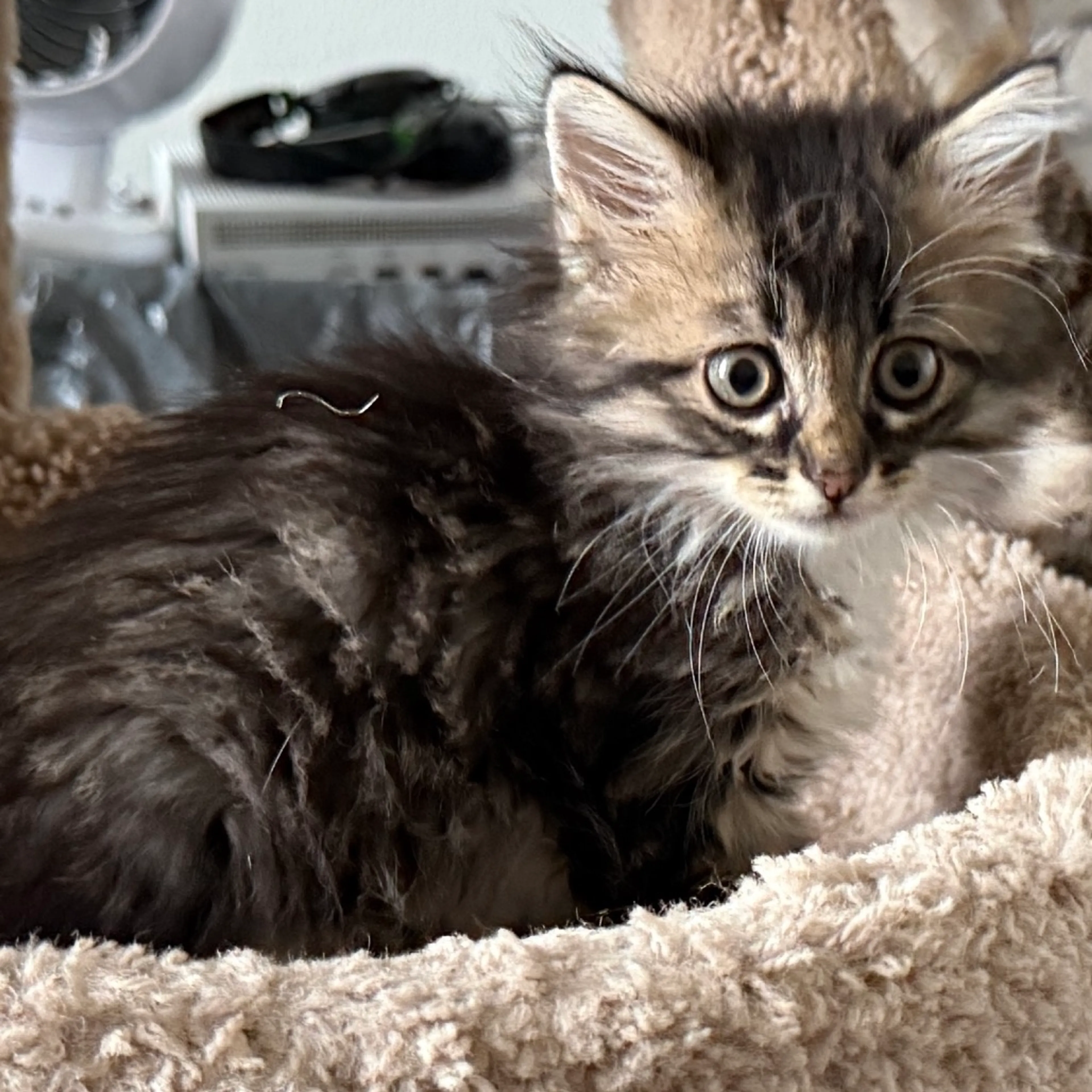 Found pet-11