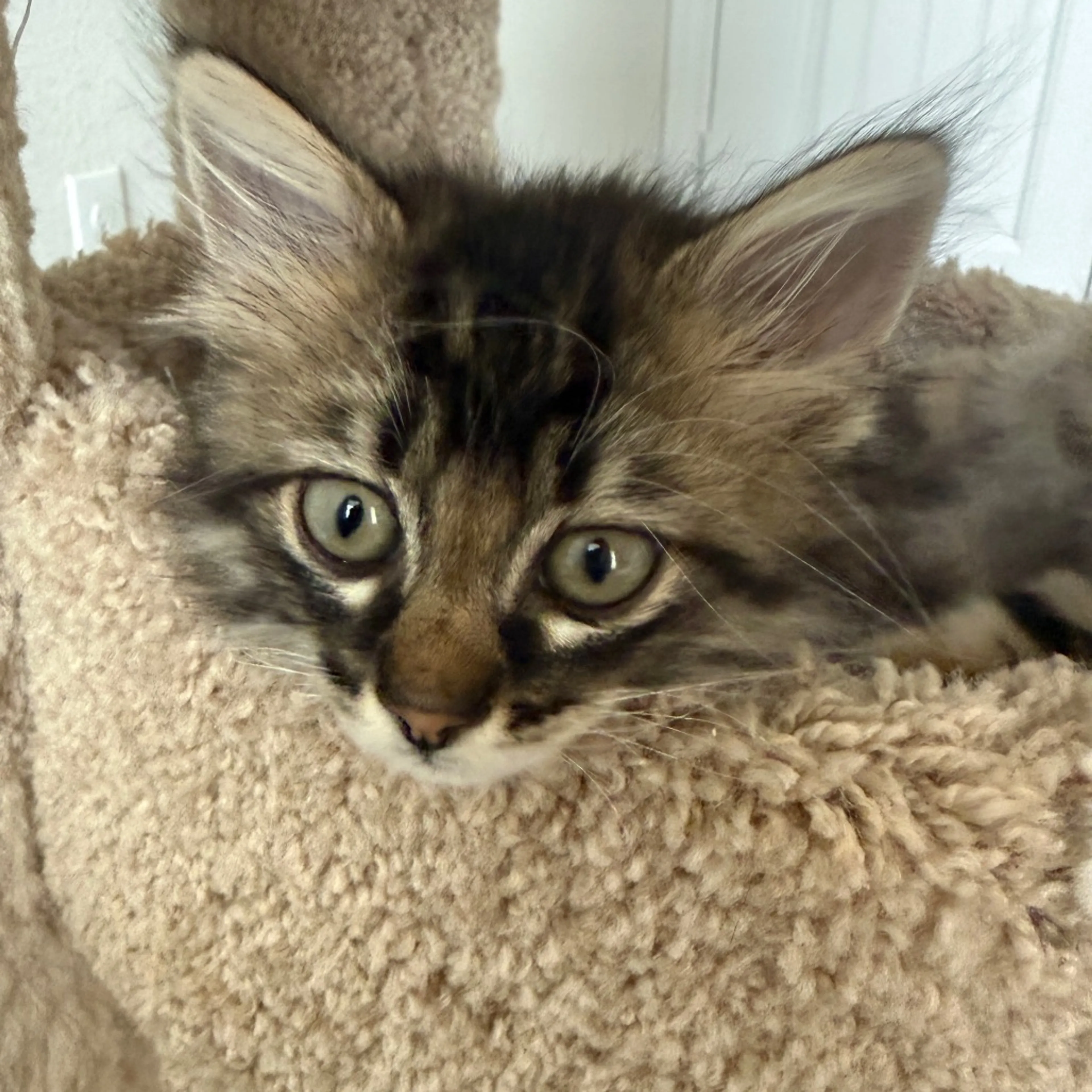 Found pet-18