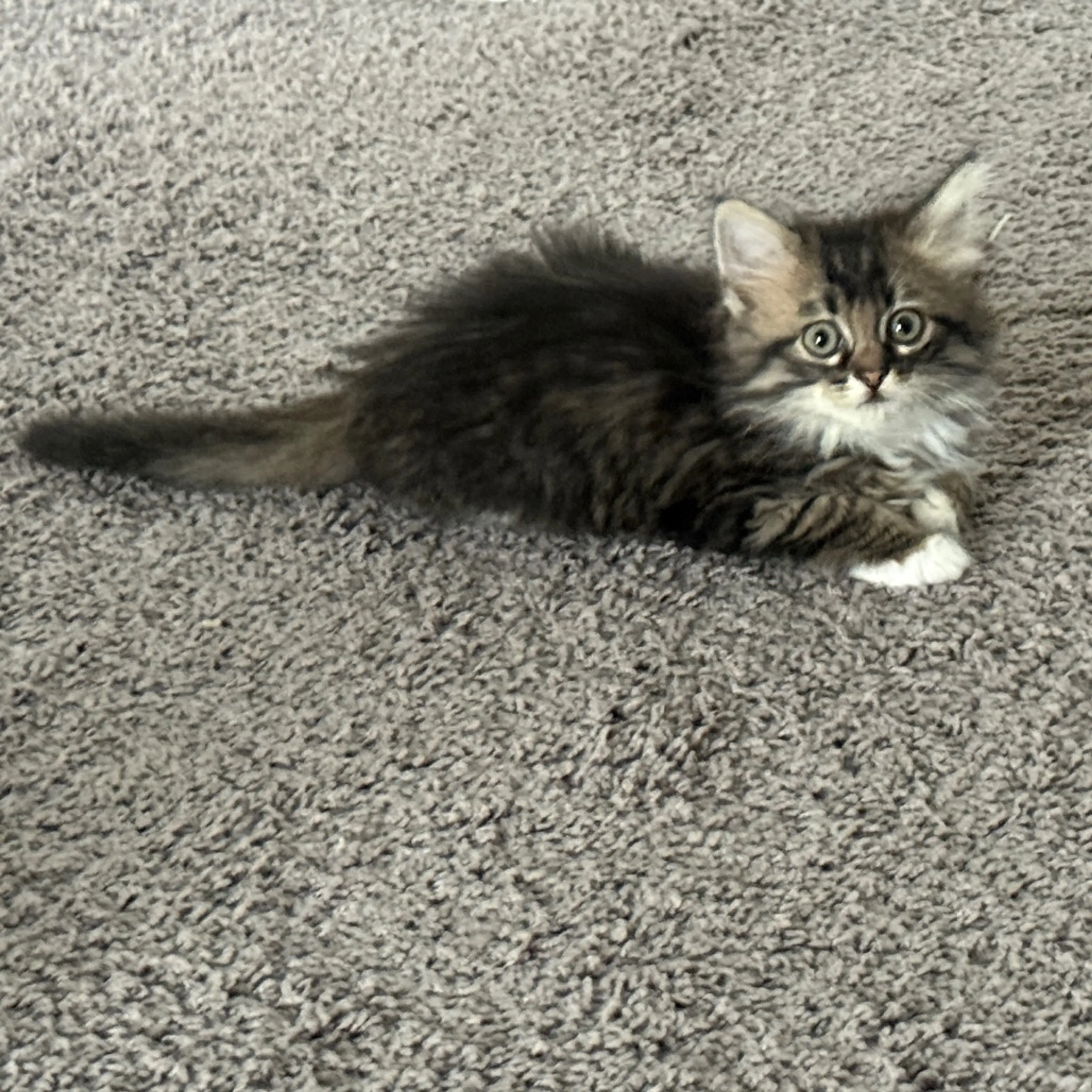 Found pet-12