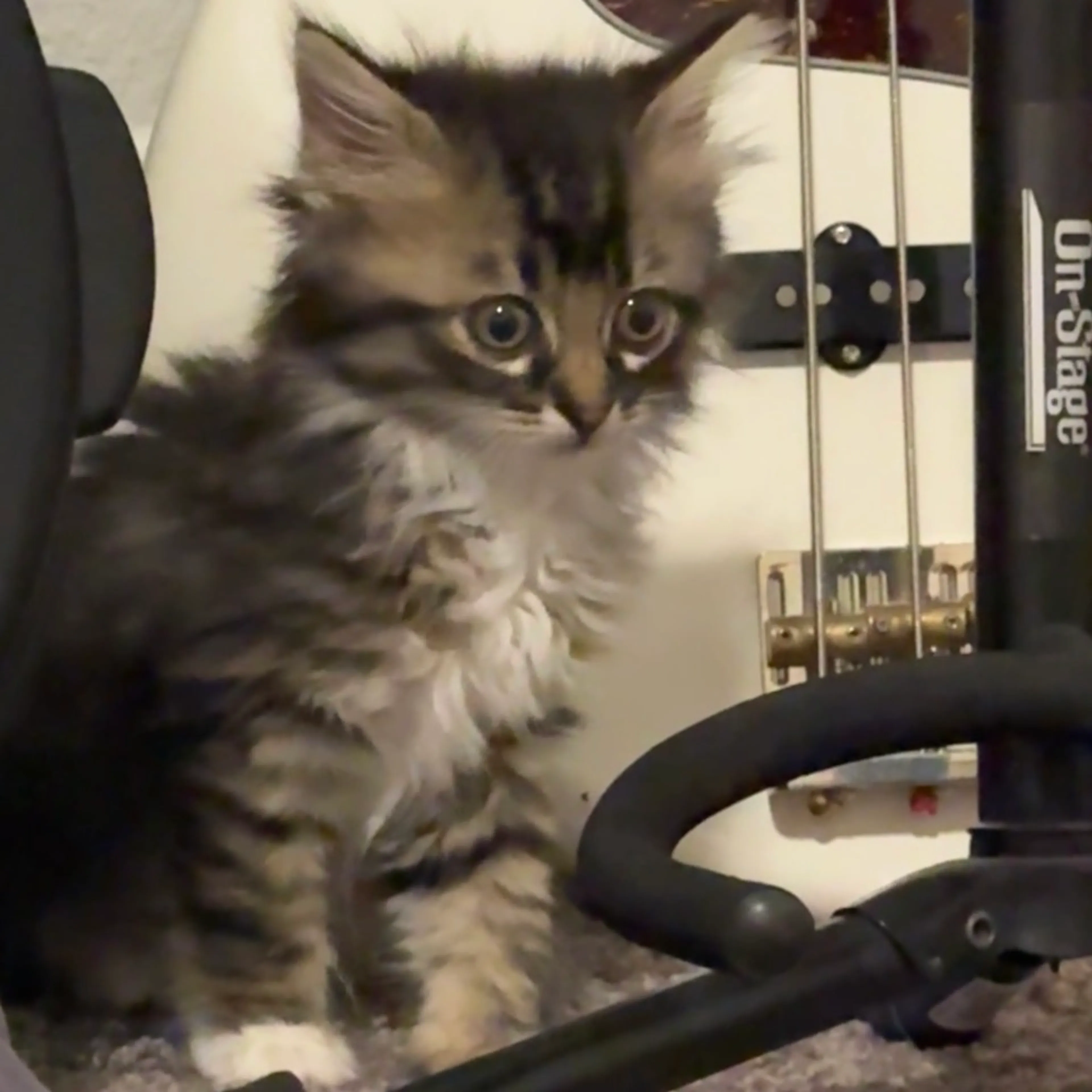 Found pet-6