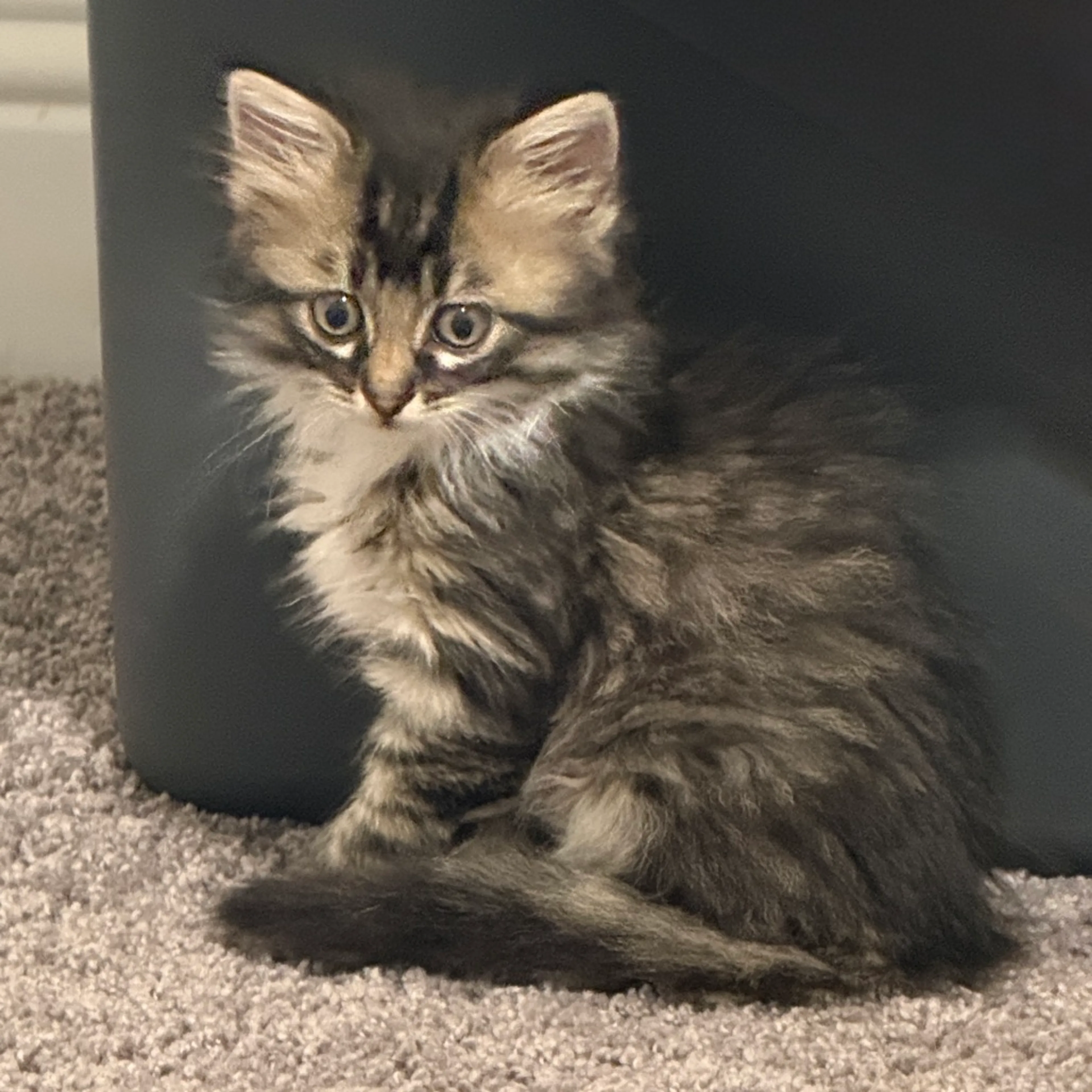 Found pet-14