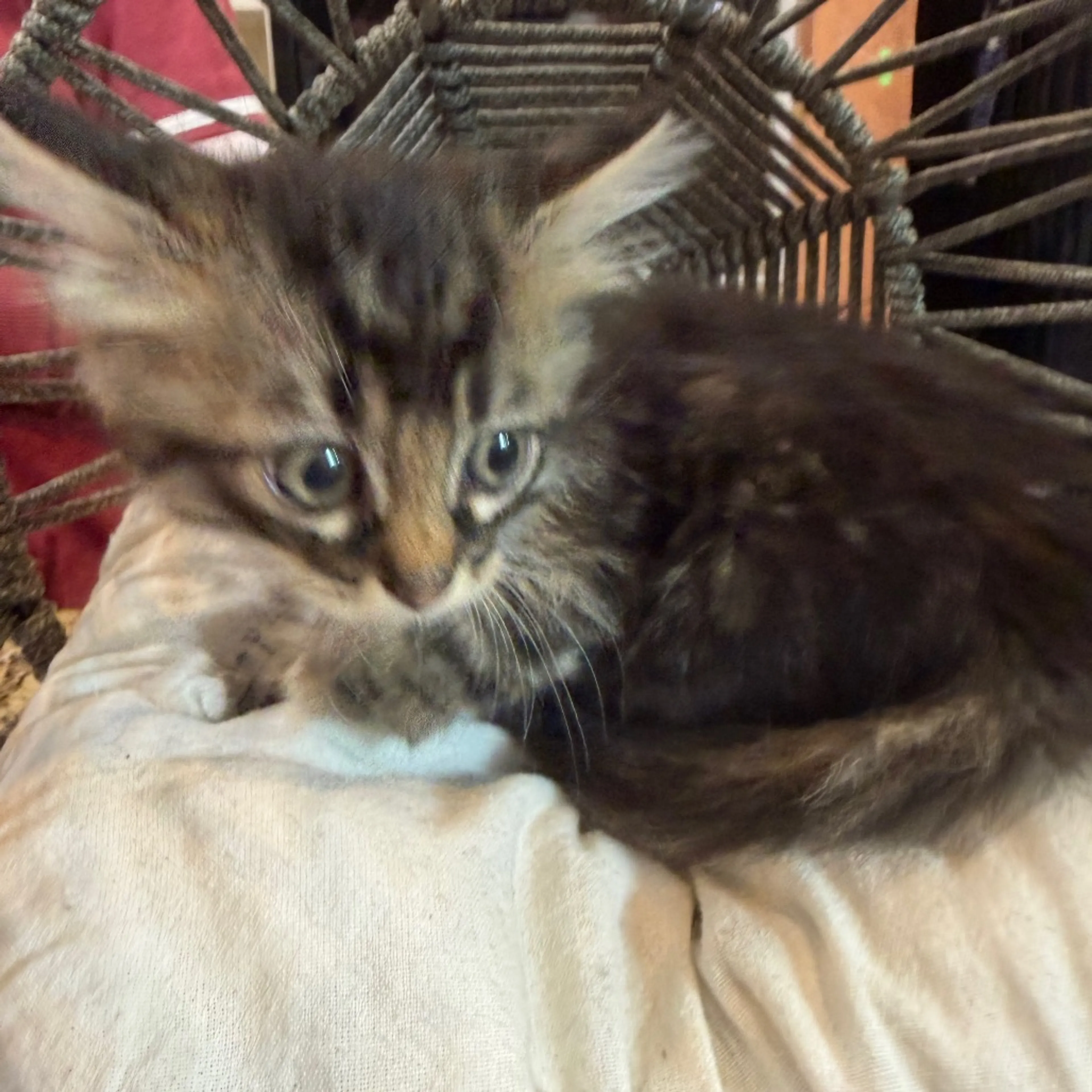 Found pet-4