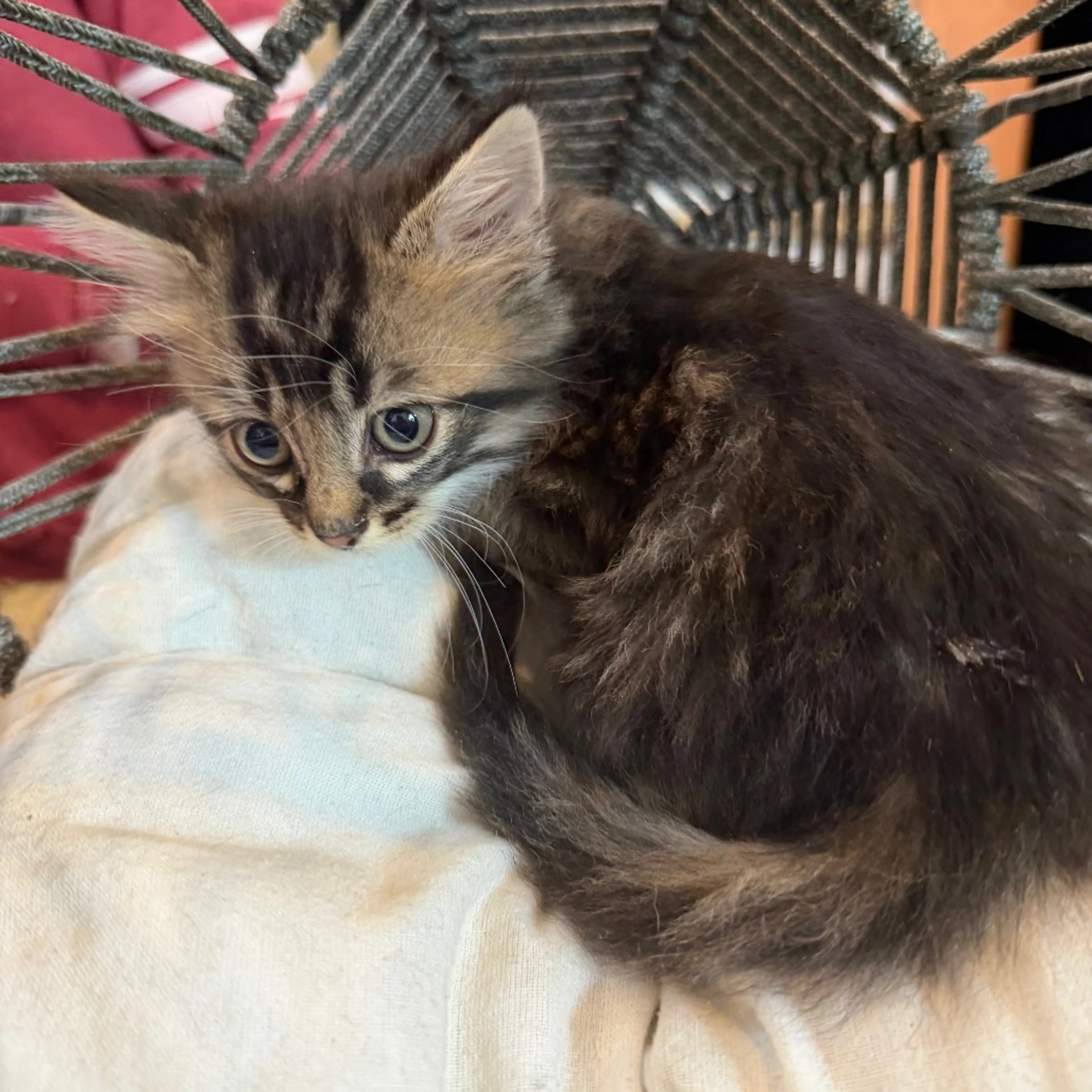 Found pet-3