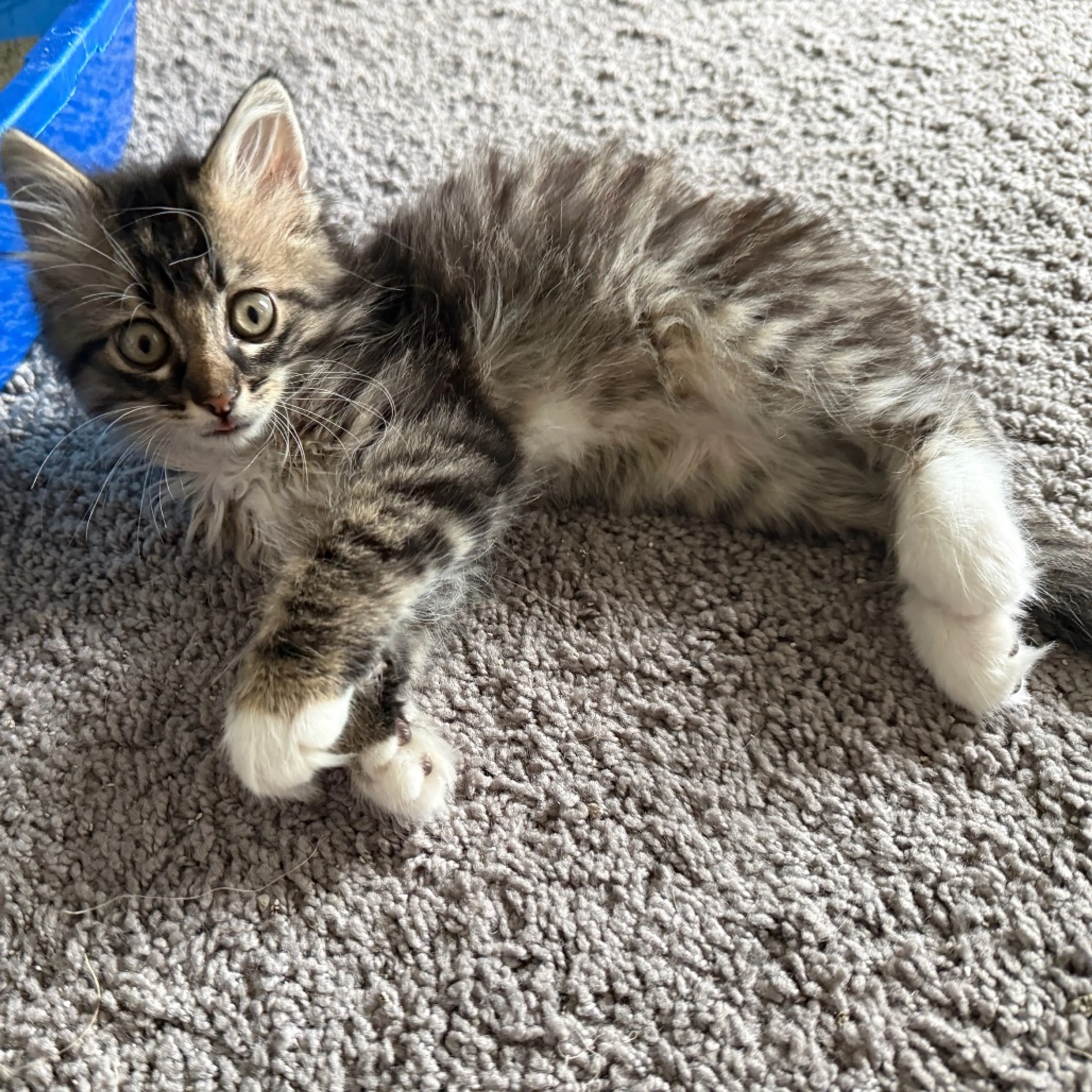 Found pet-16