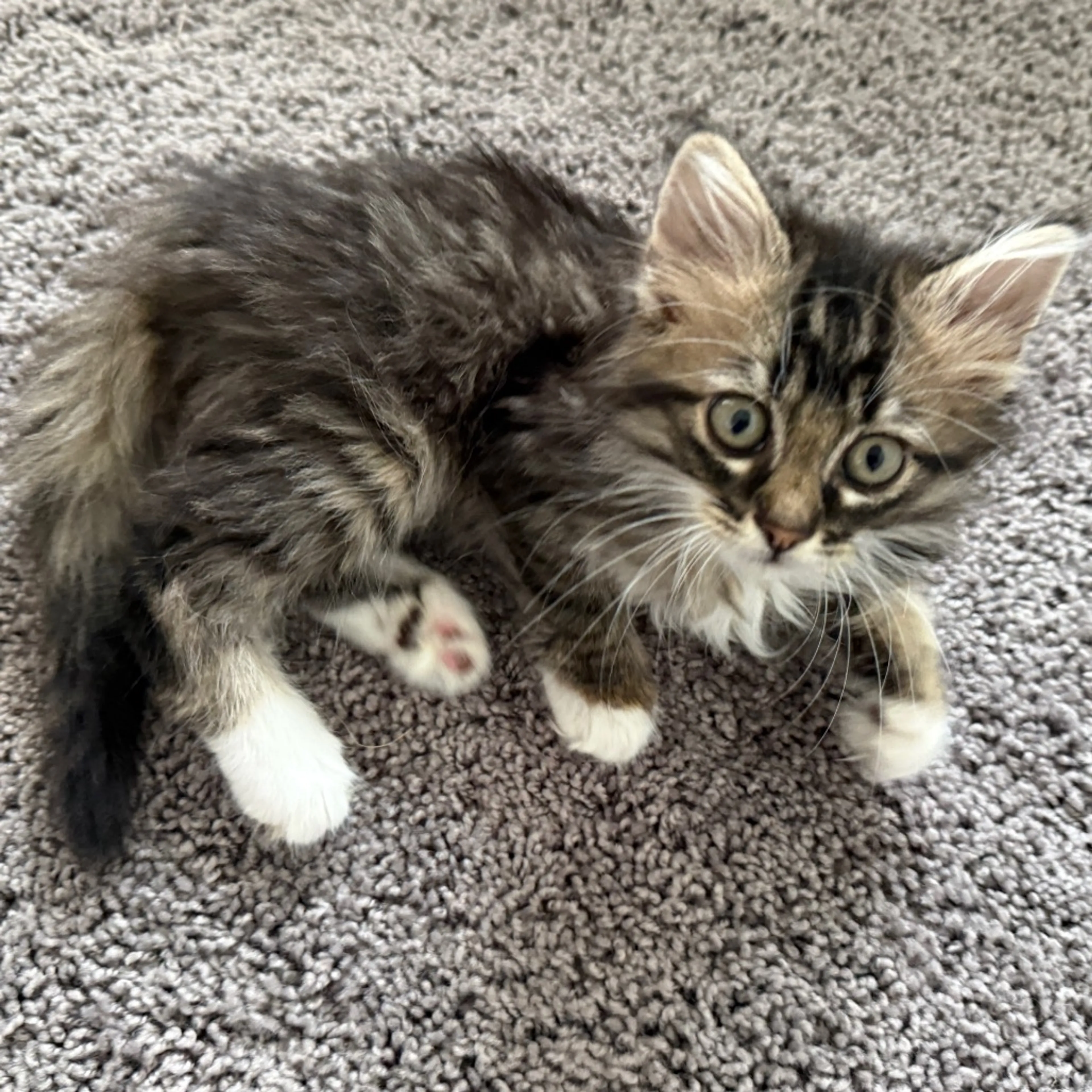 Found pet-0