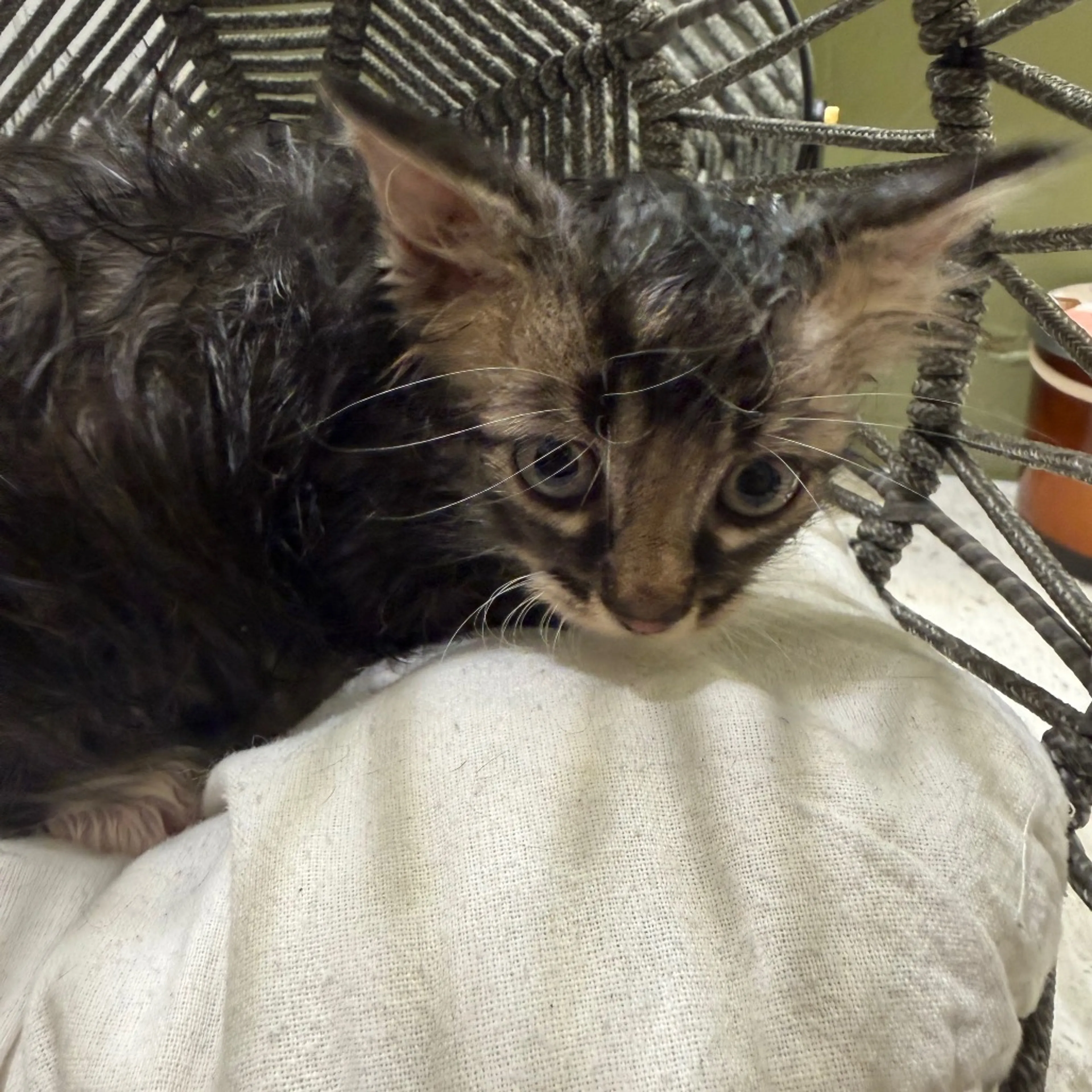 Found pet-1