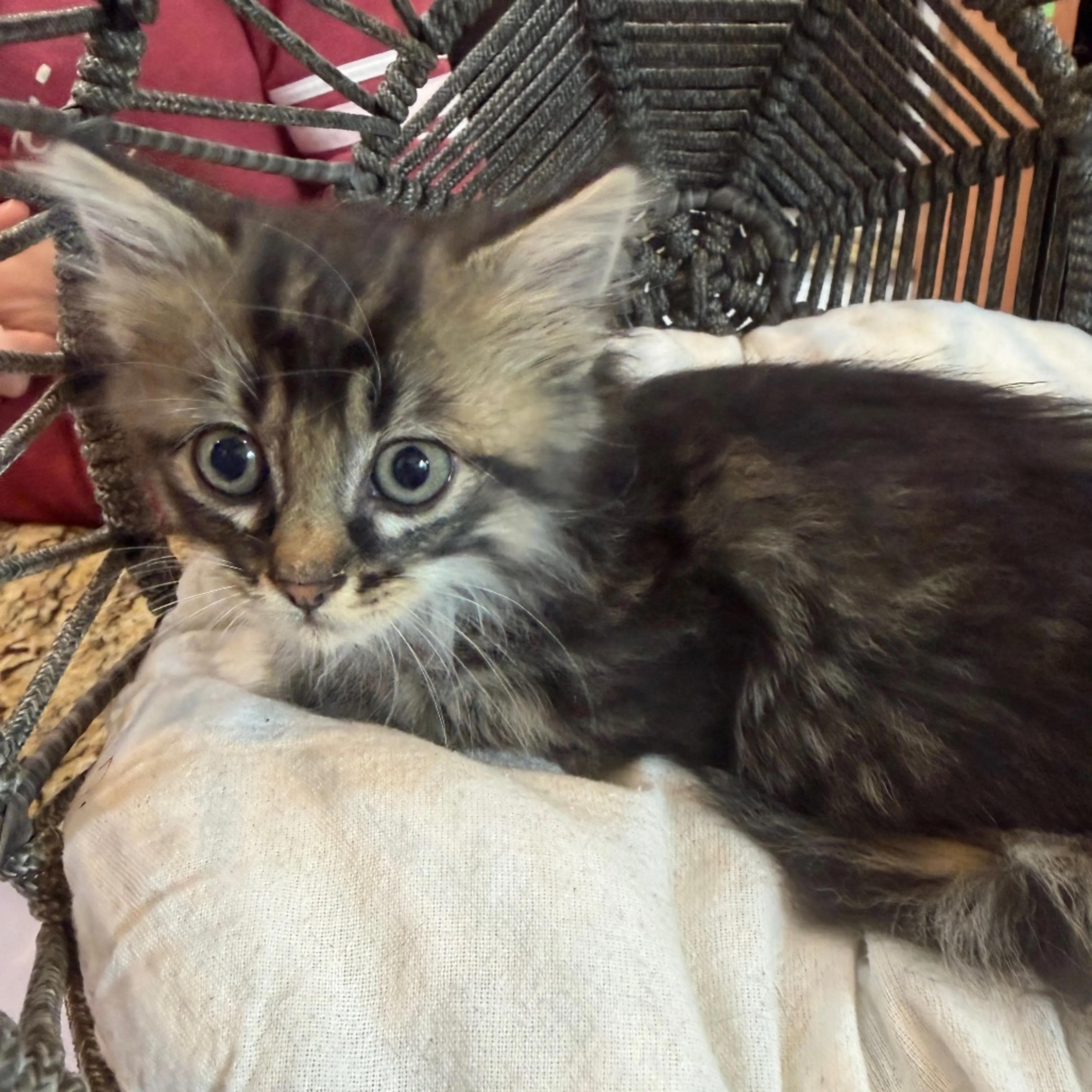 Found pet-5