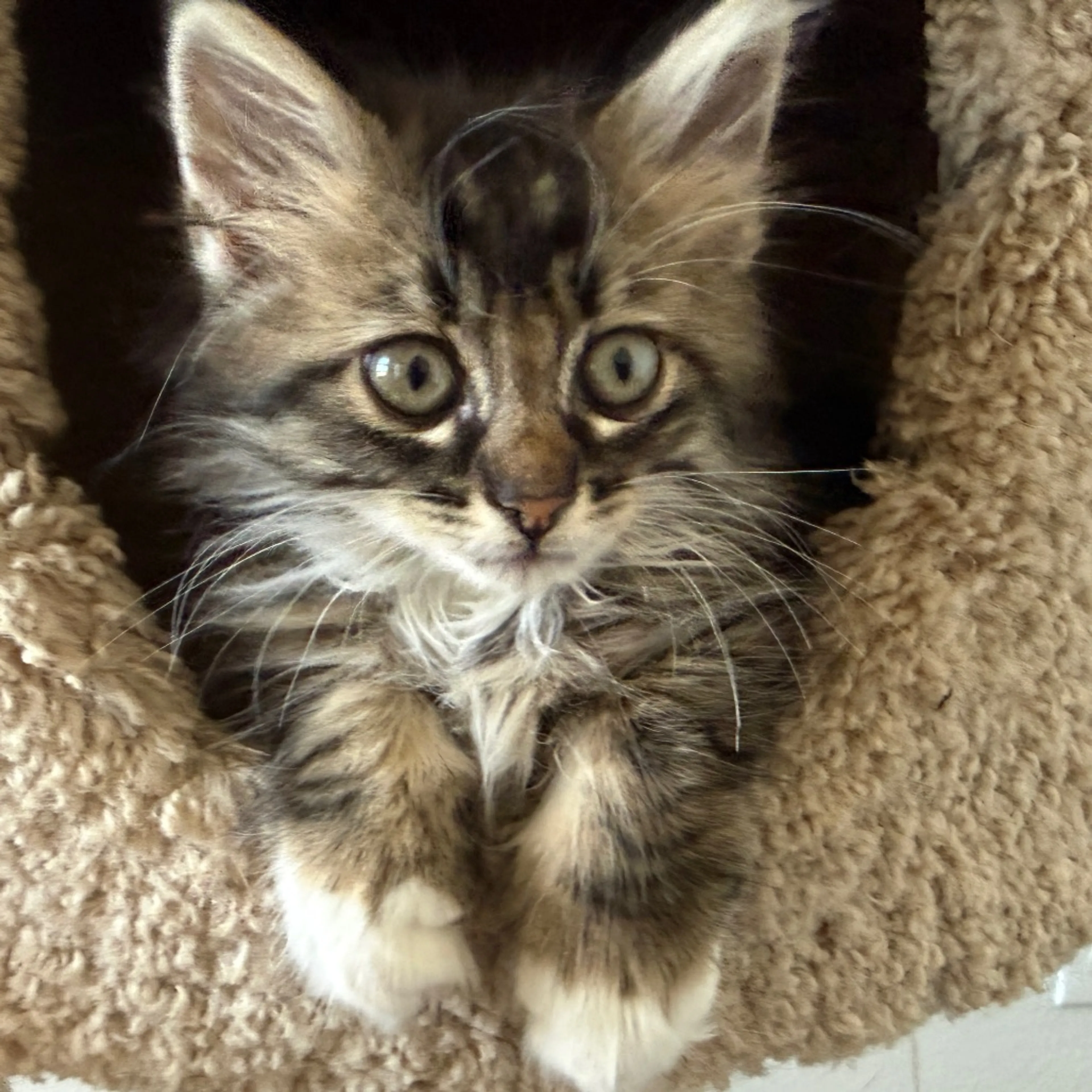 Found pet-19