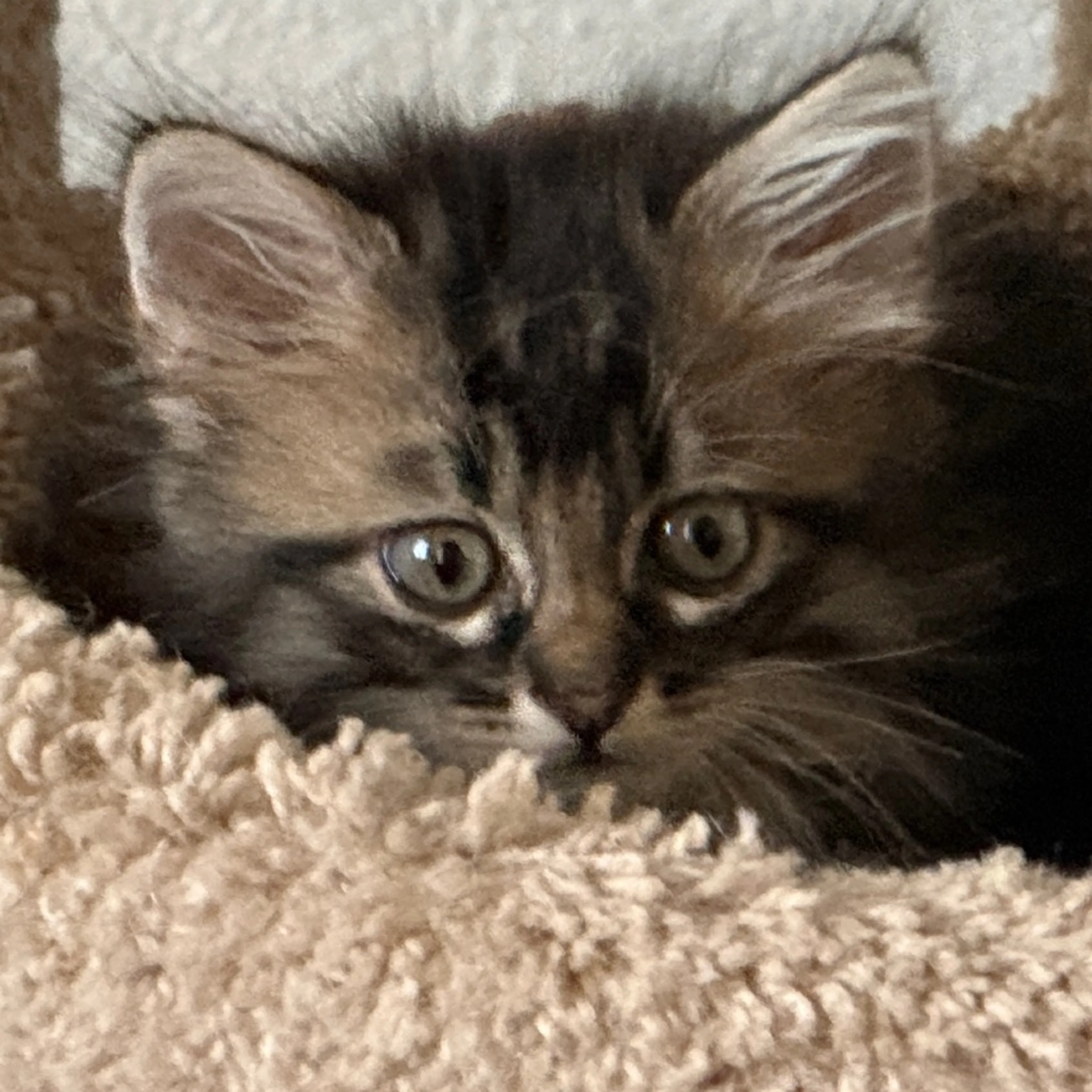 Found pet-21
