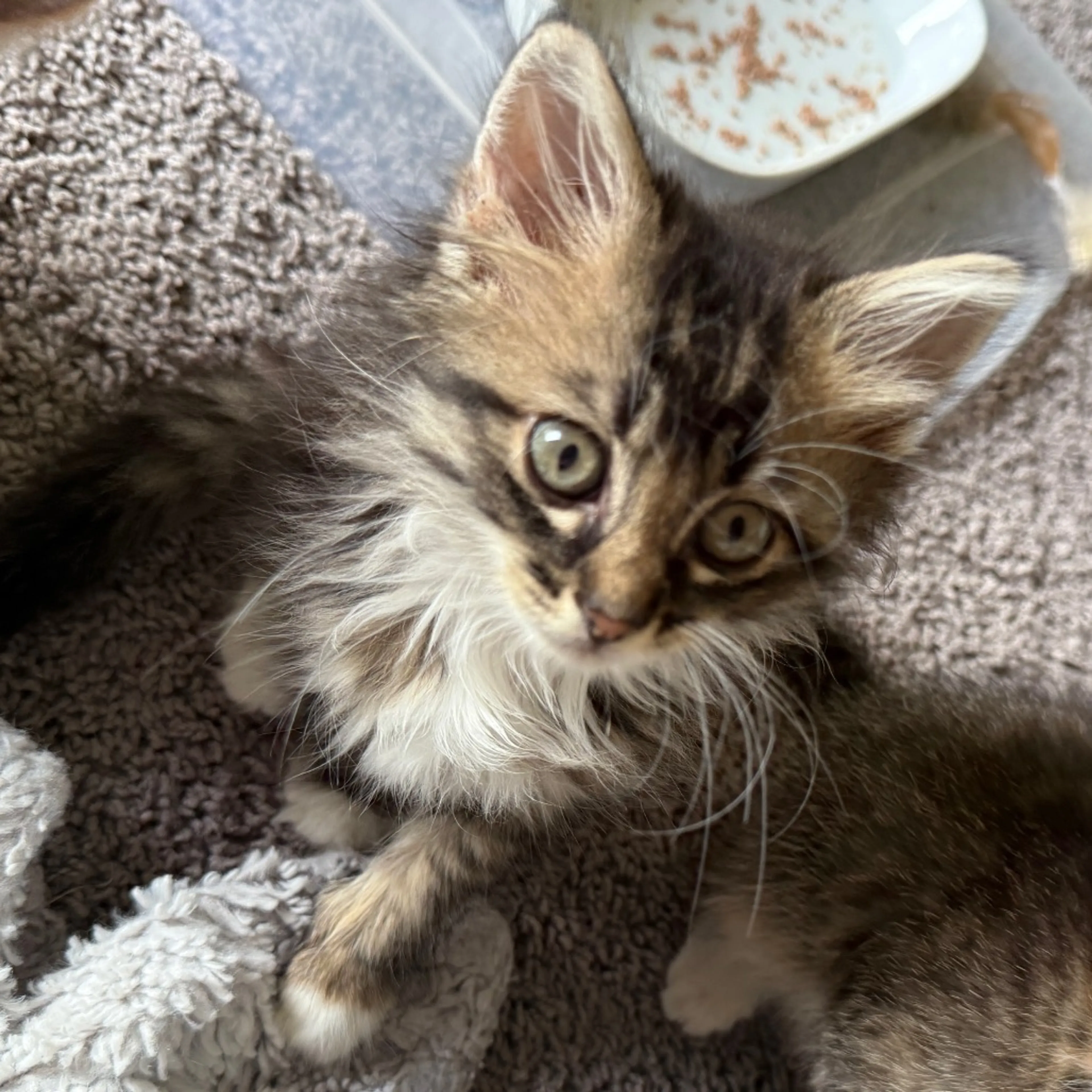 Found pet-20