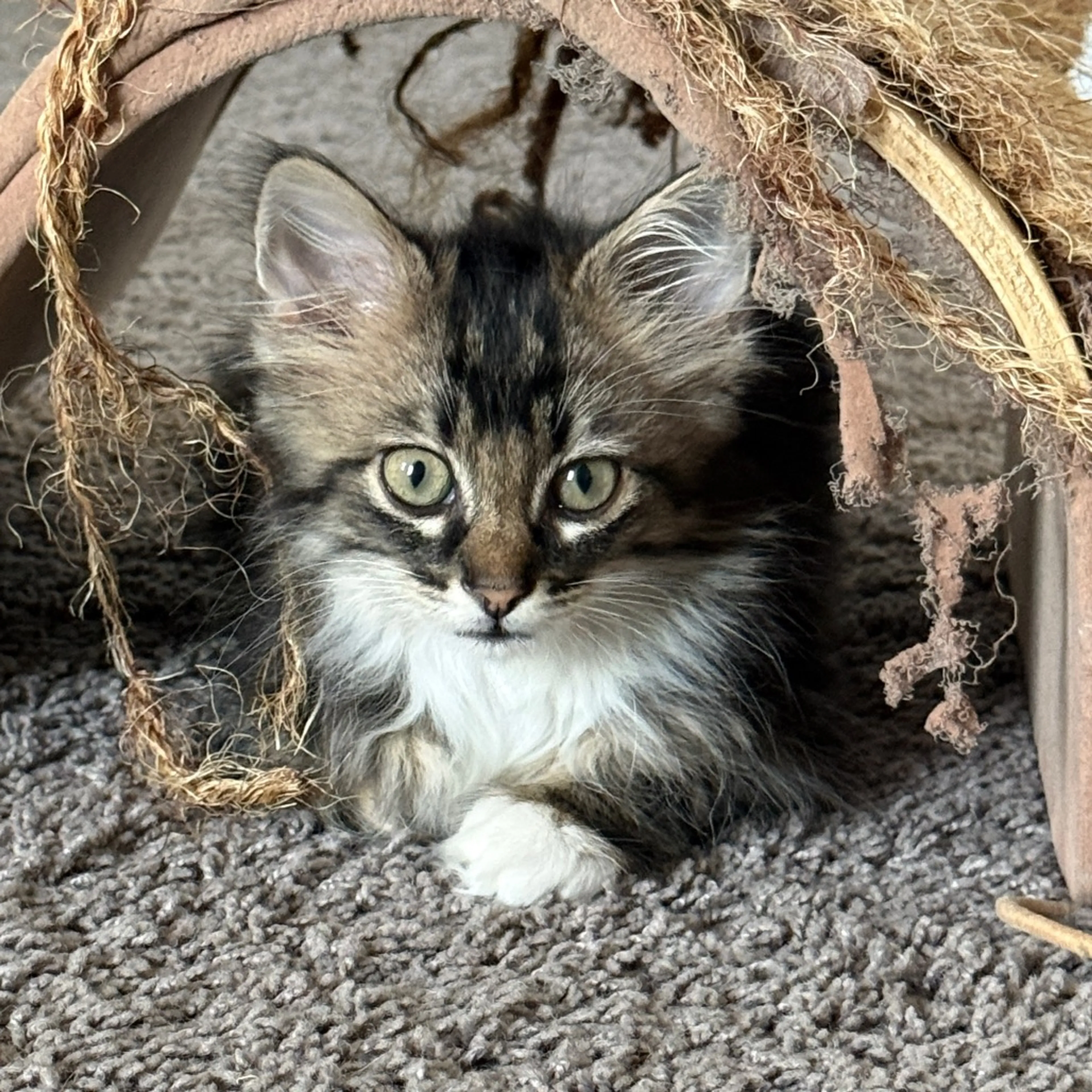 Found pet-15