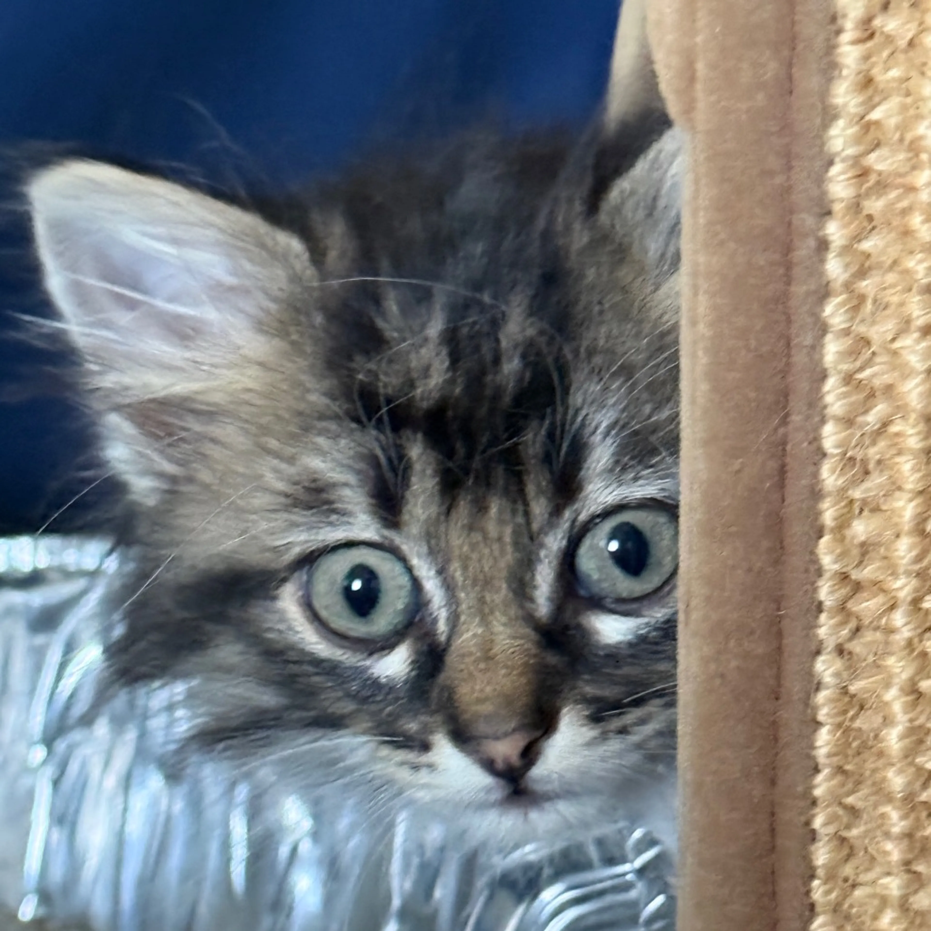 Found pet-13