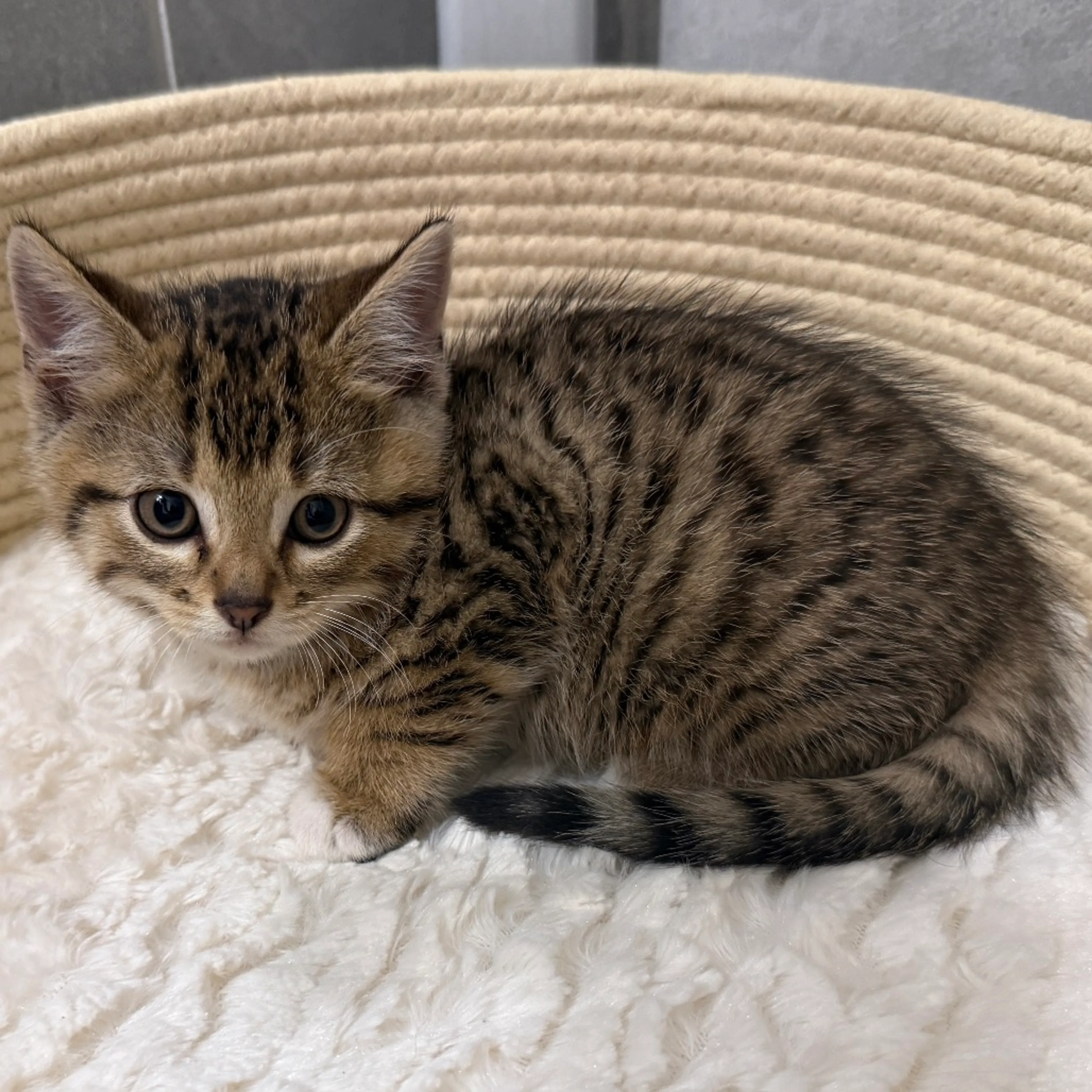 Found pet-4