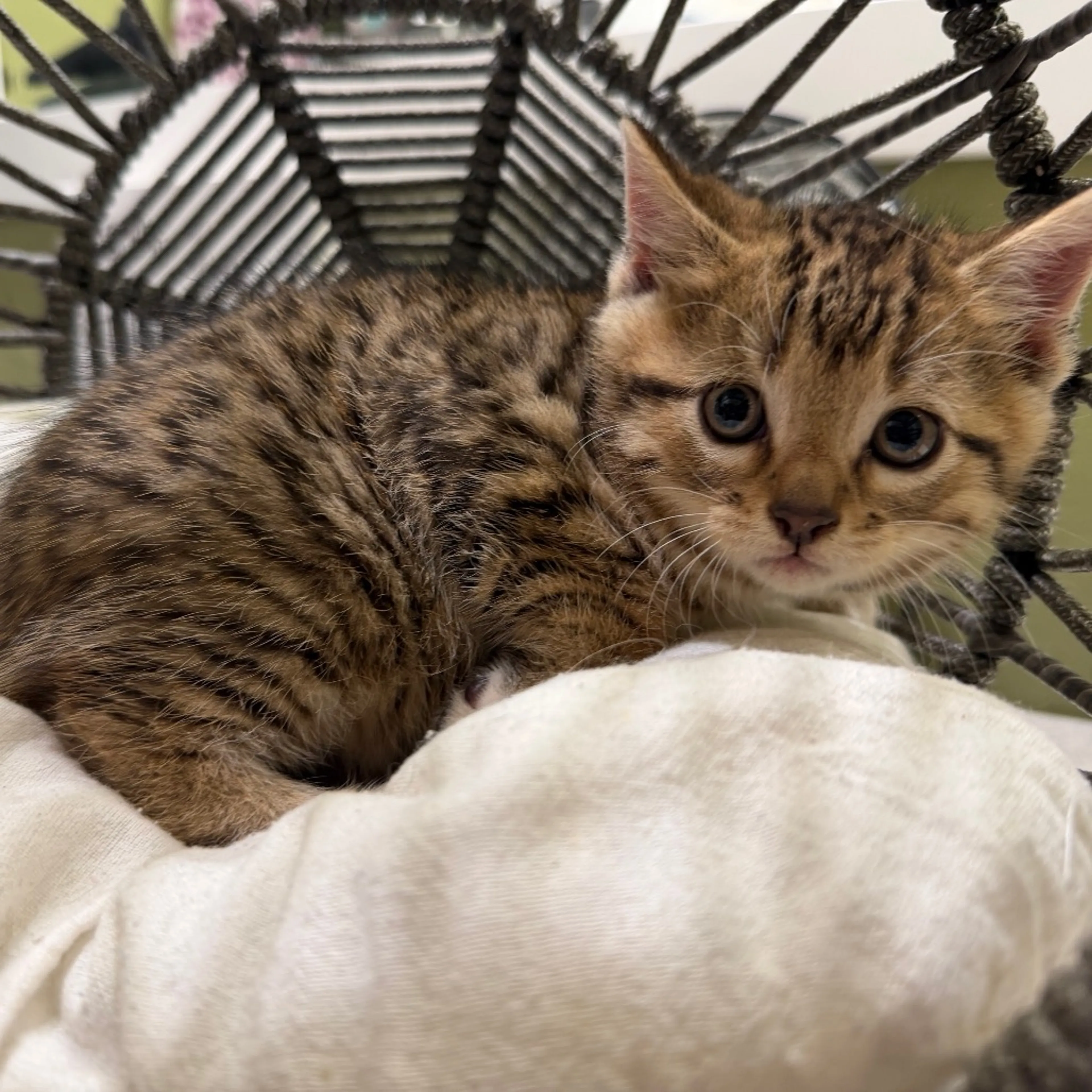 Found pet-1