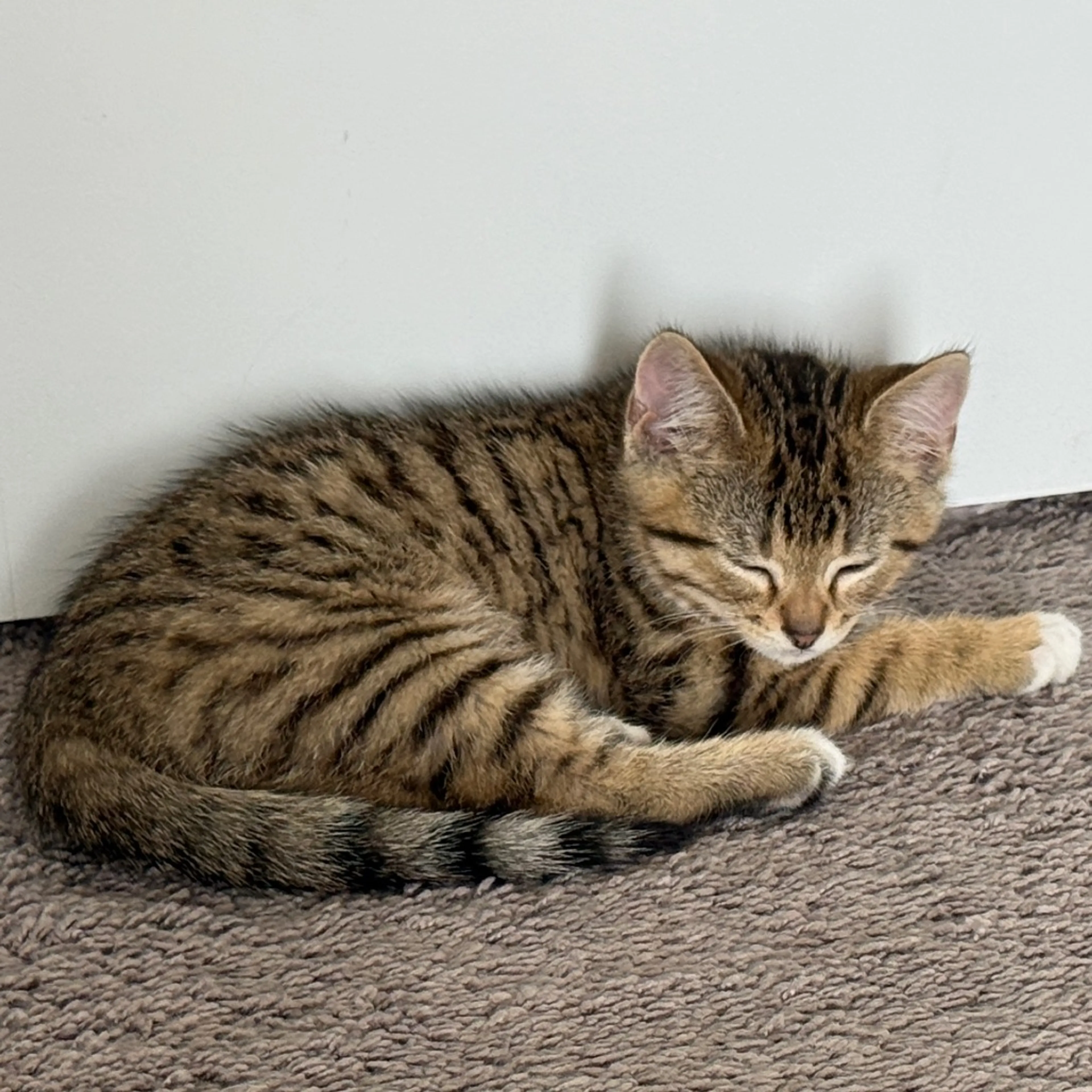 Found pet-10