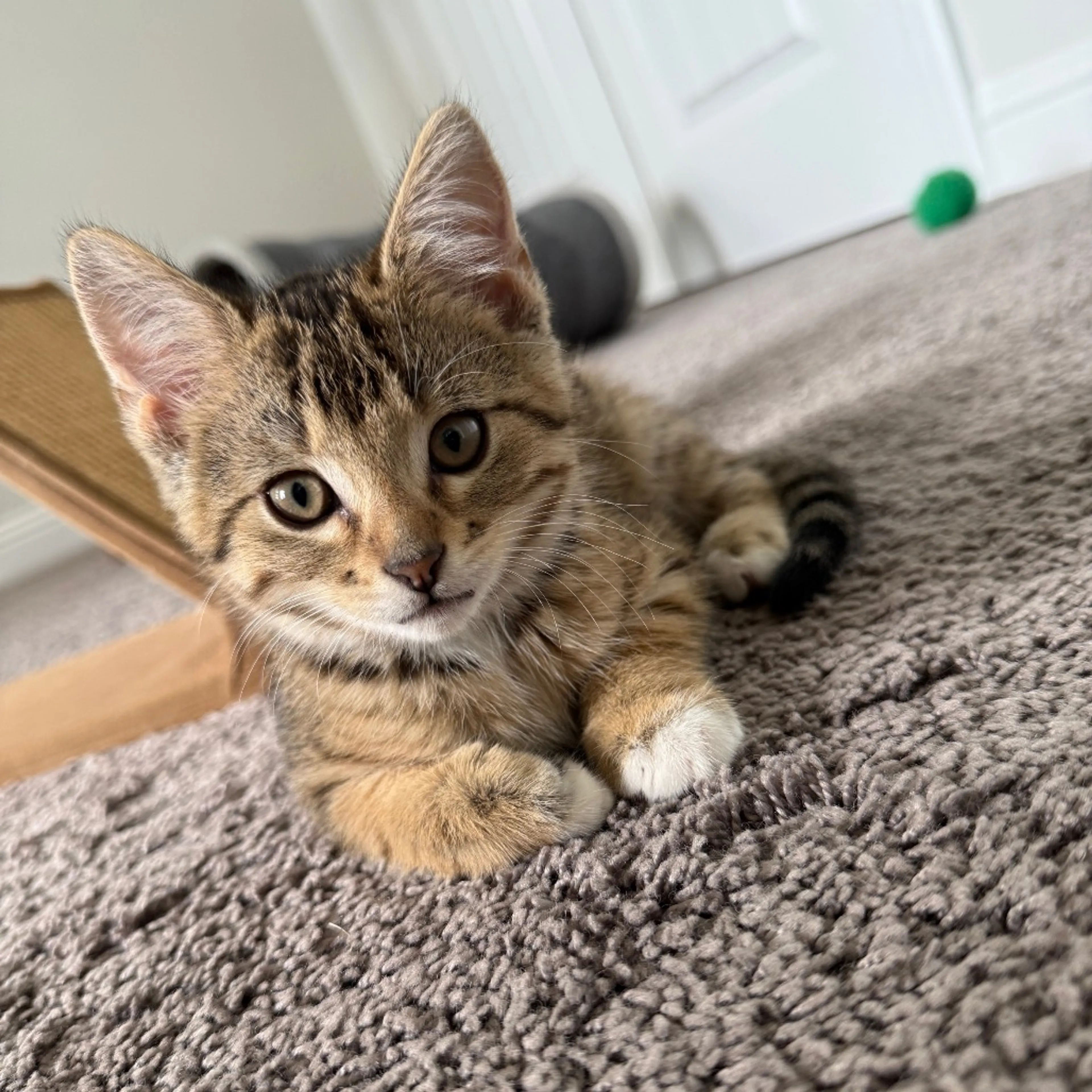 Found pet-11