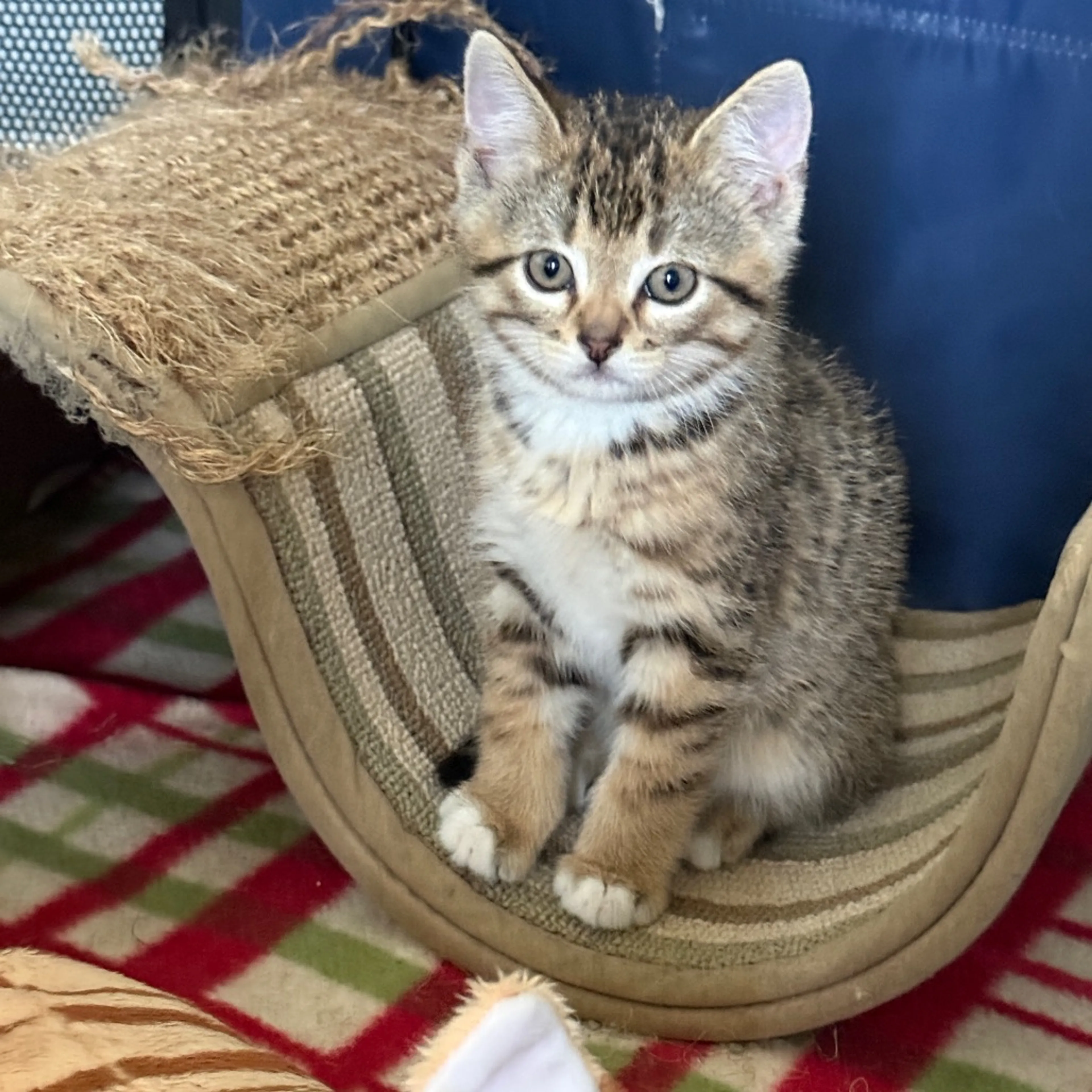 Found pet-7