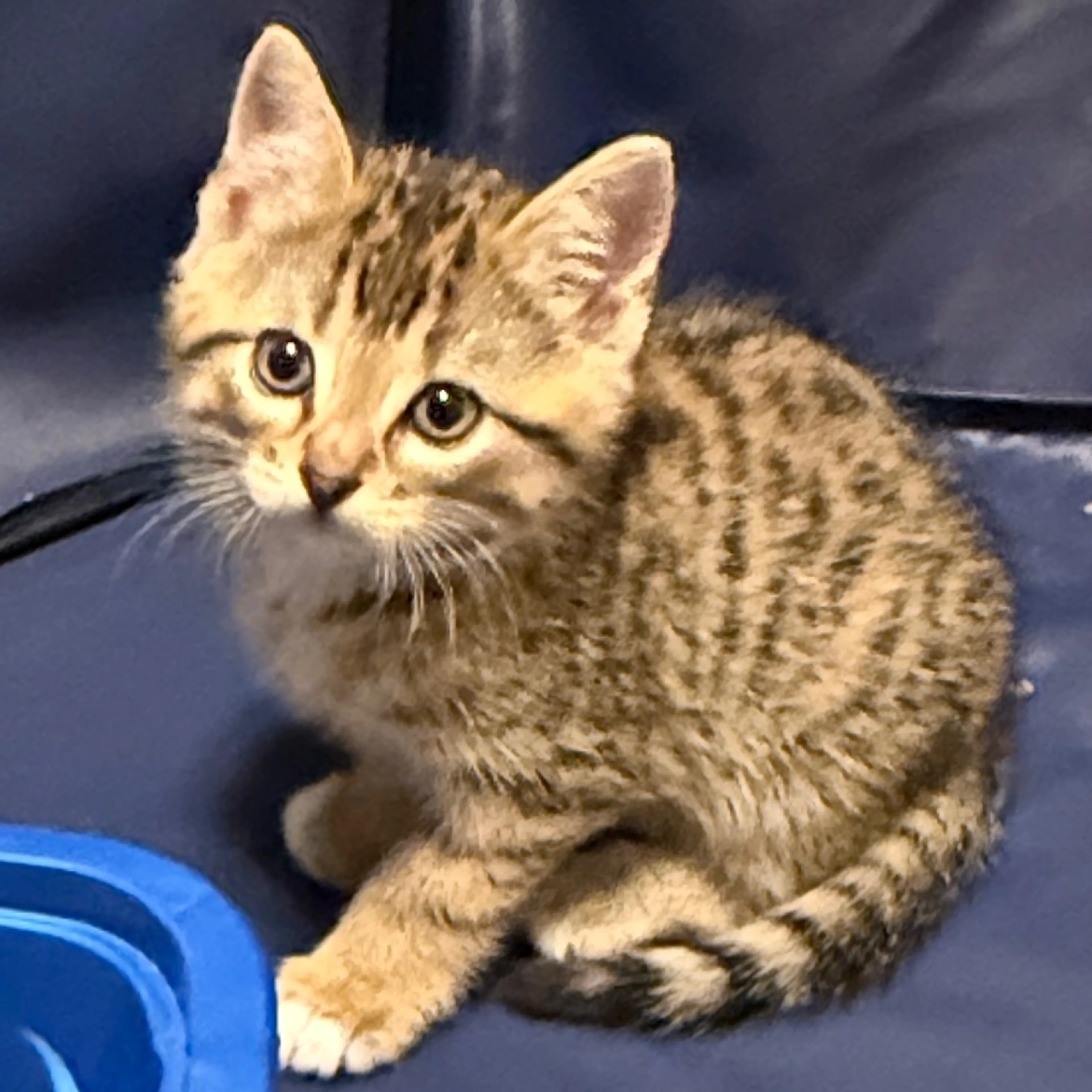 Found pet-2