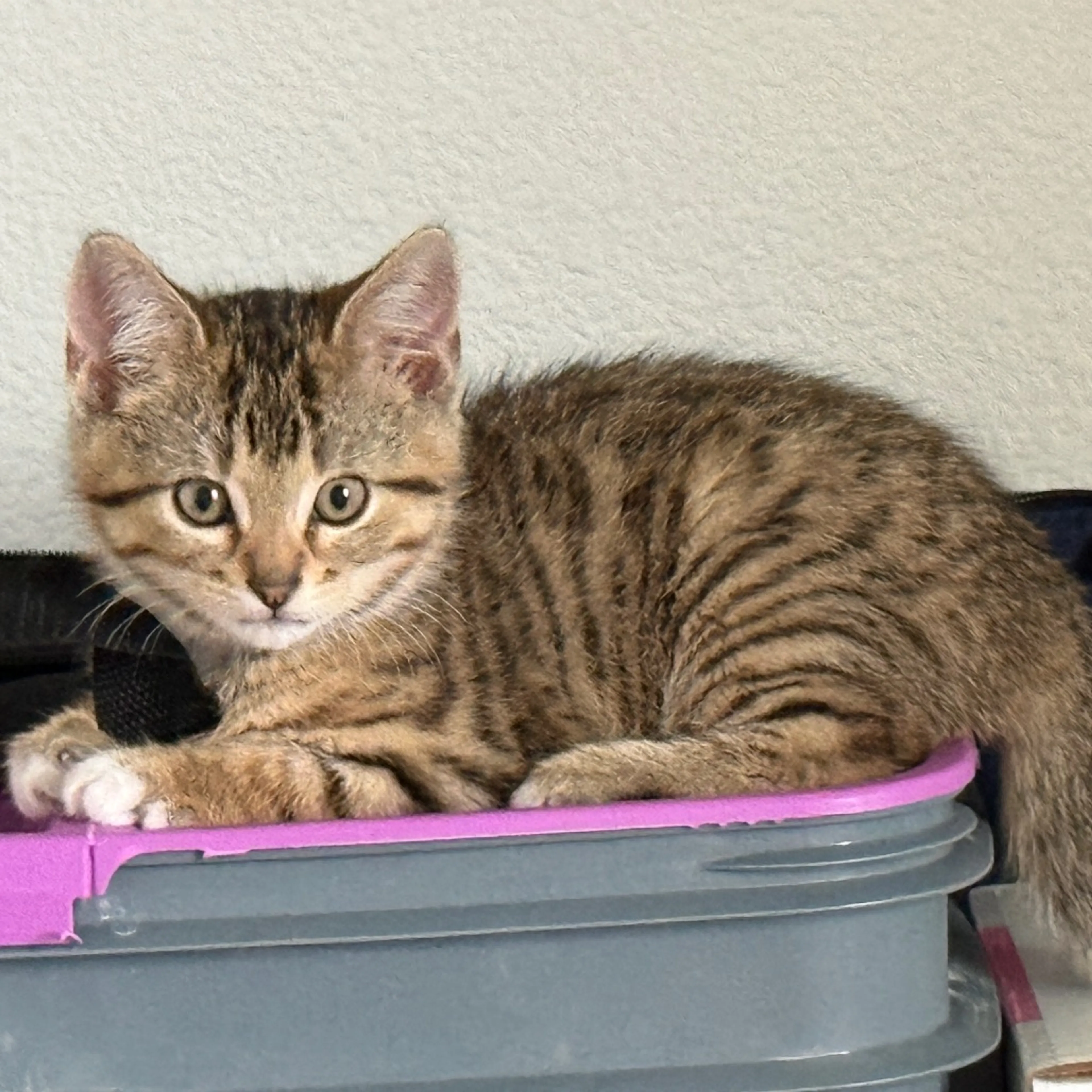 Found pet-9