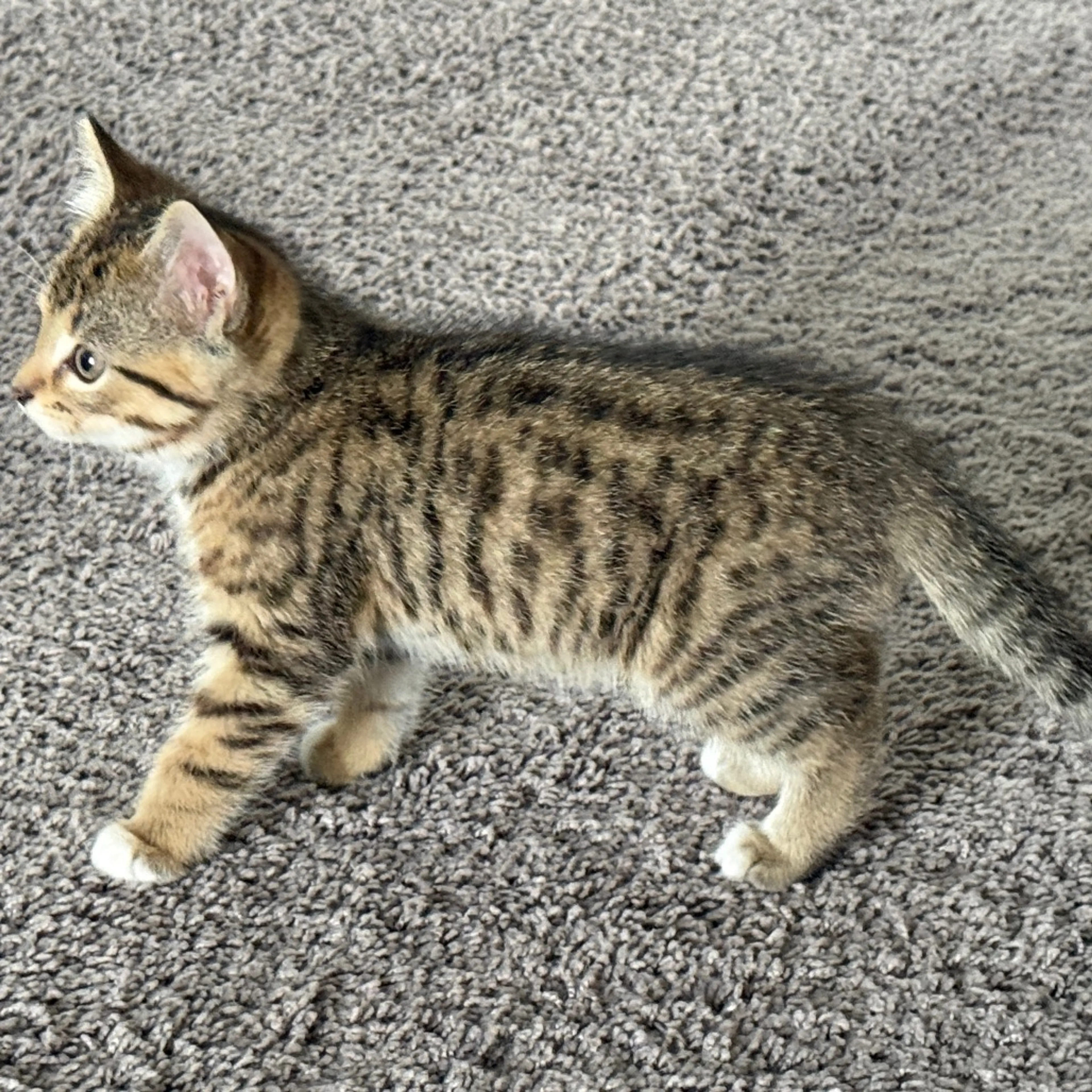 Found pet-8