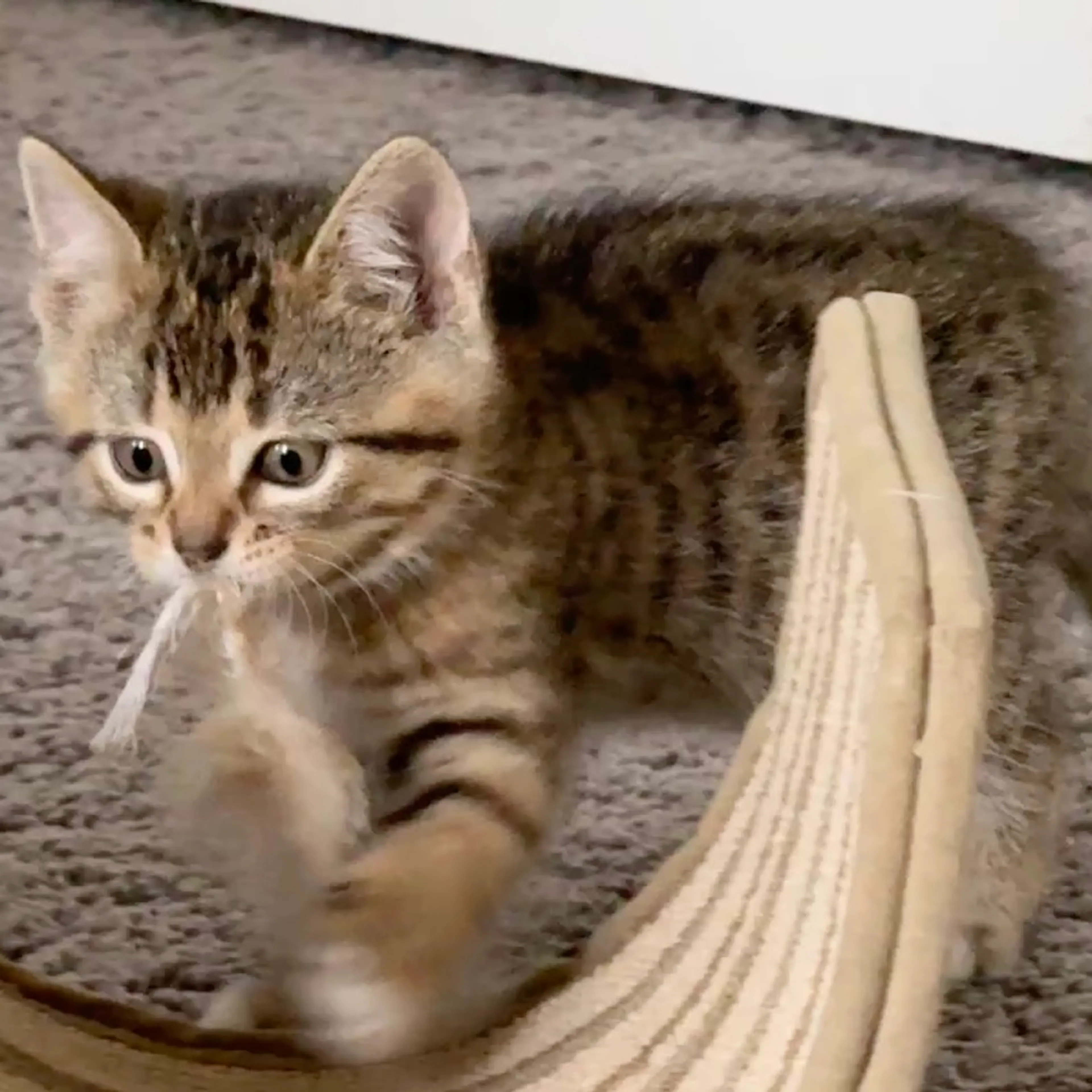 Found pet-5