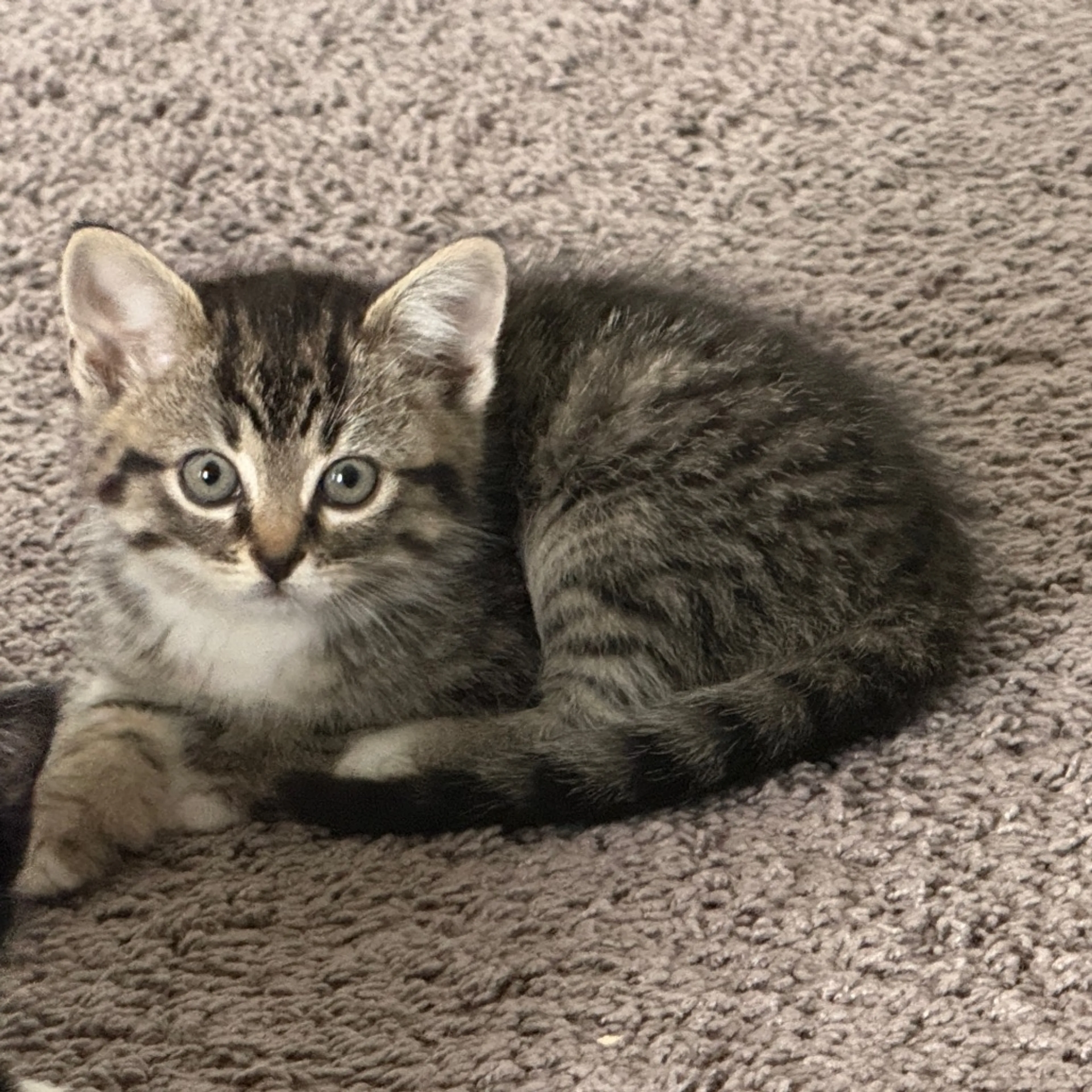 Found pet-11