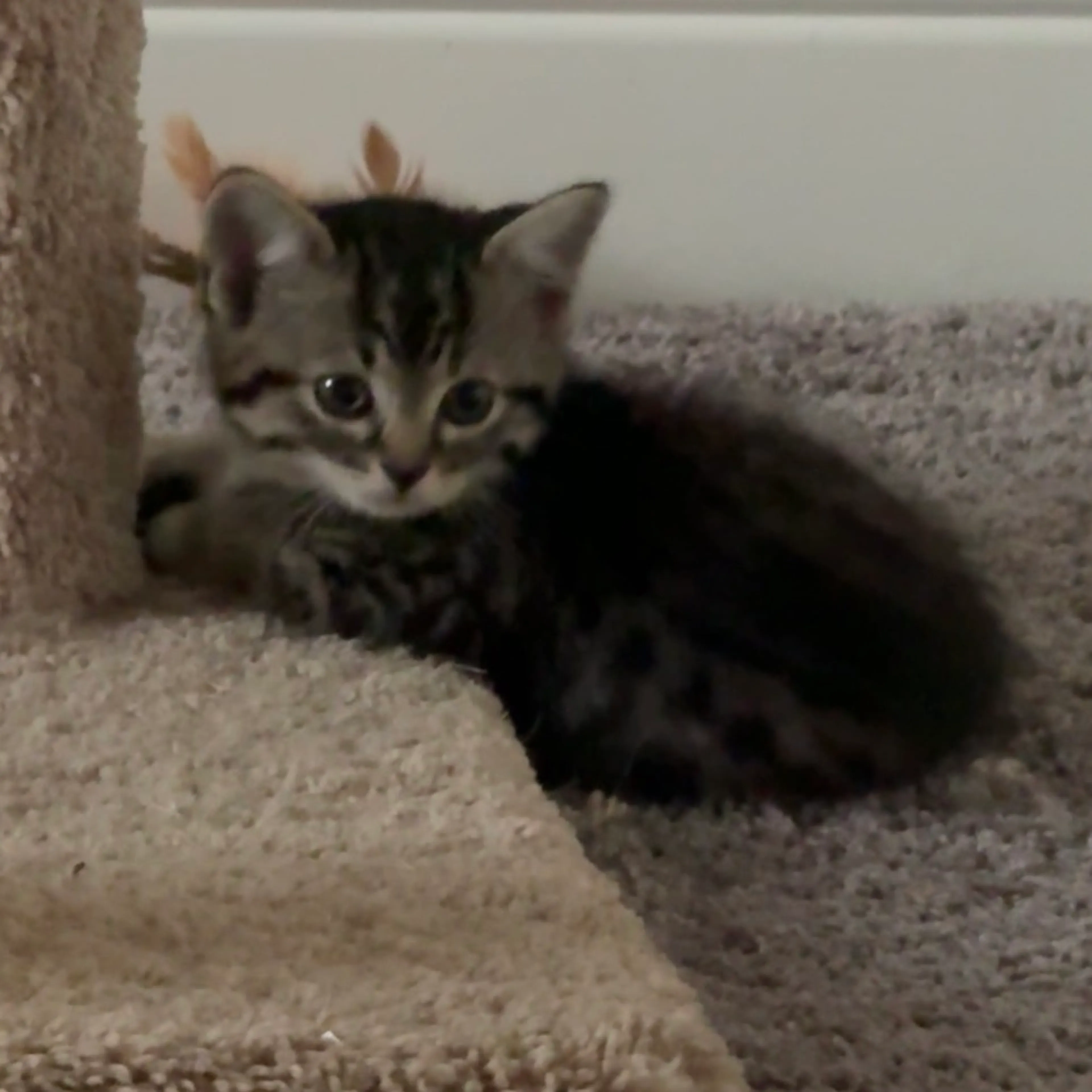 Found pet-9