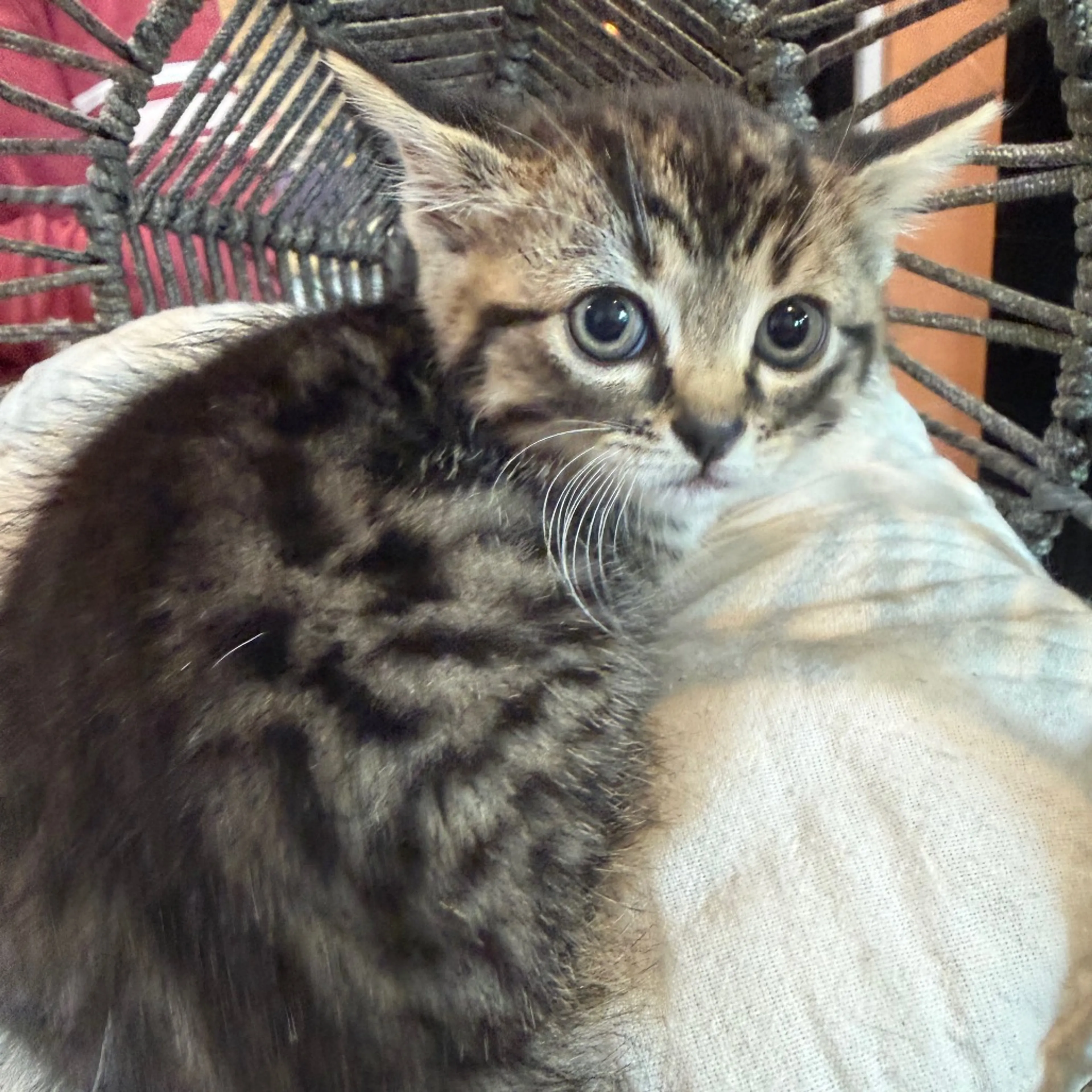 Found pet-1