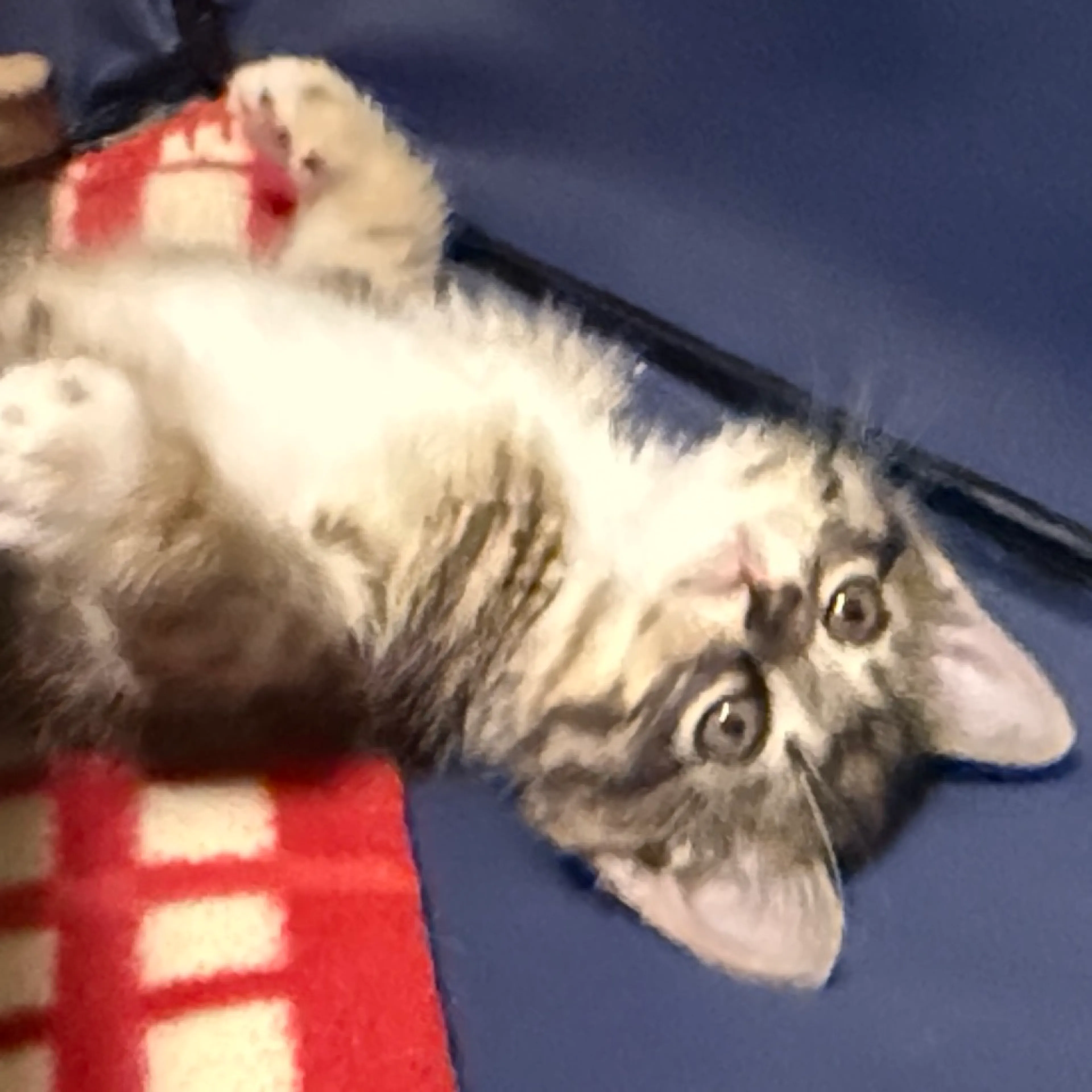 Found pet-5