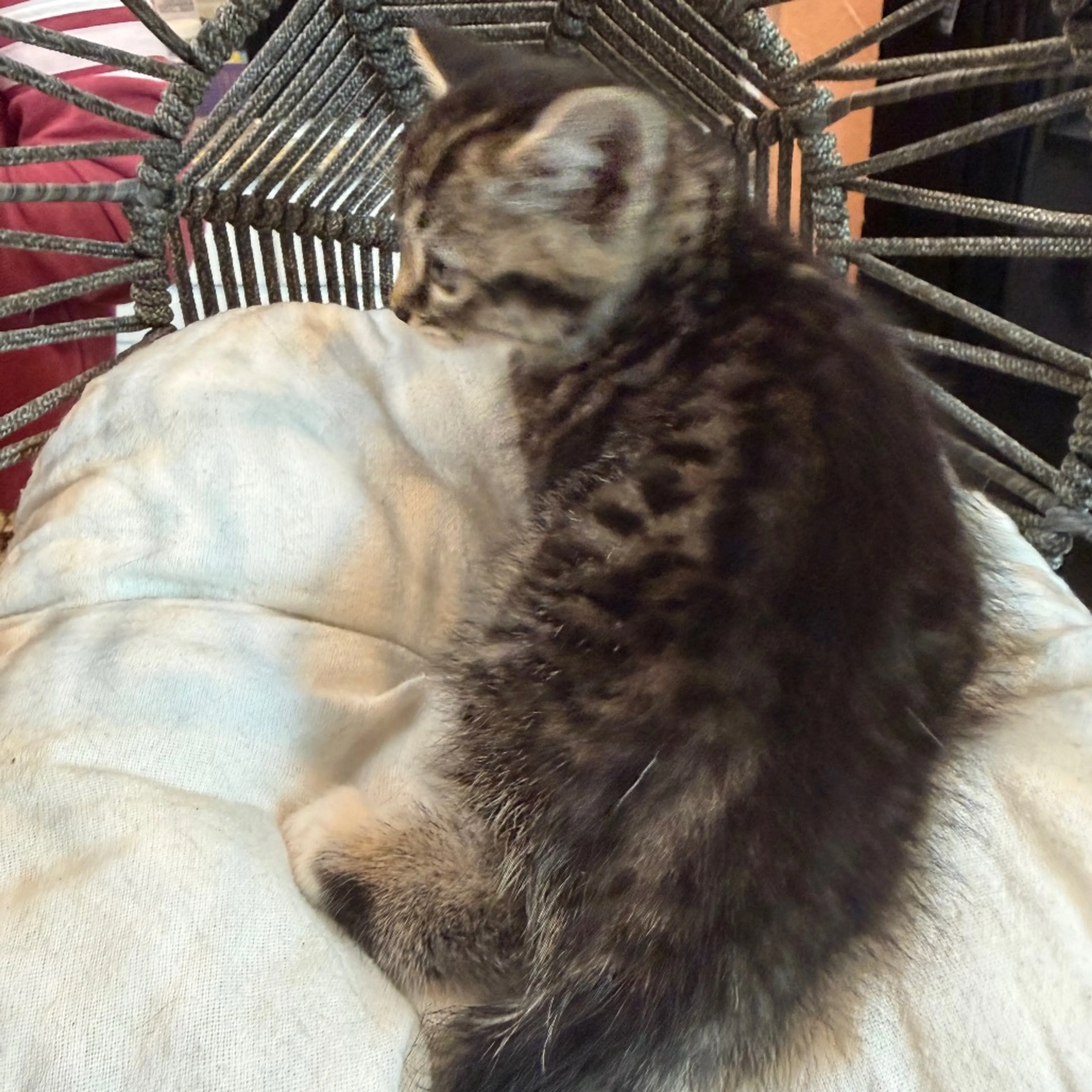 Found pet-3