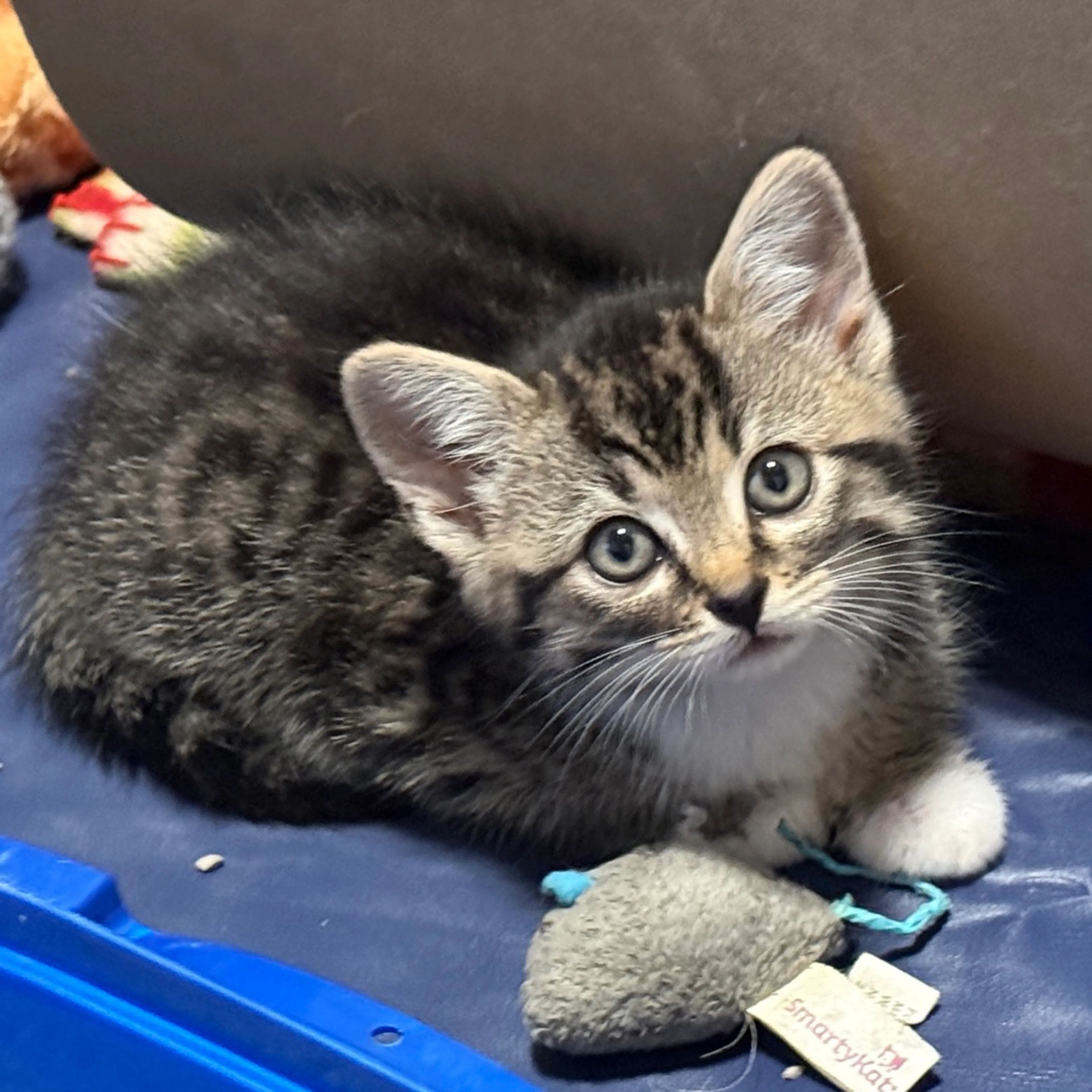 Found pet-6