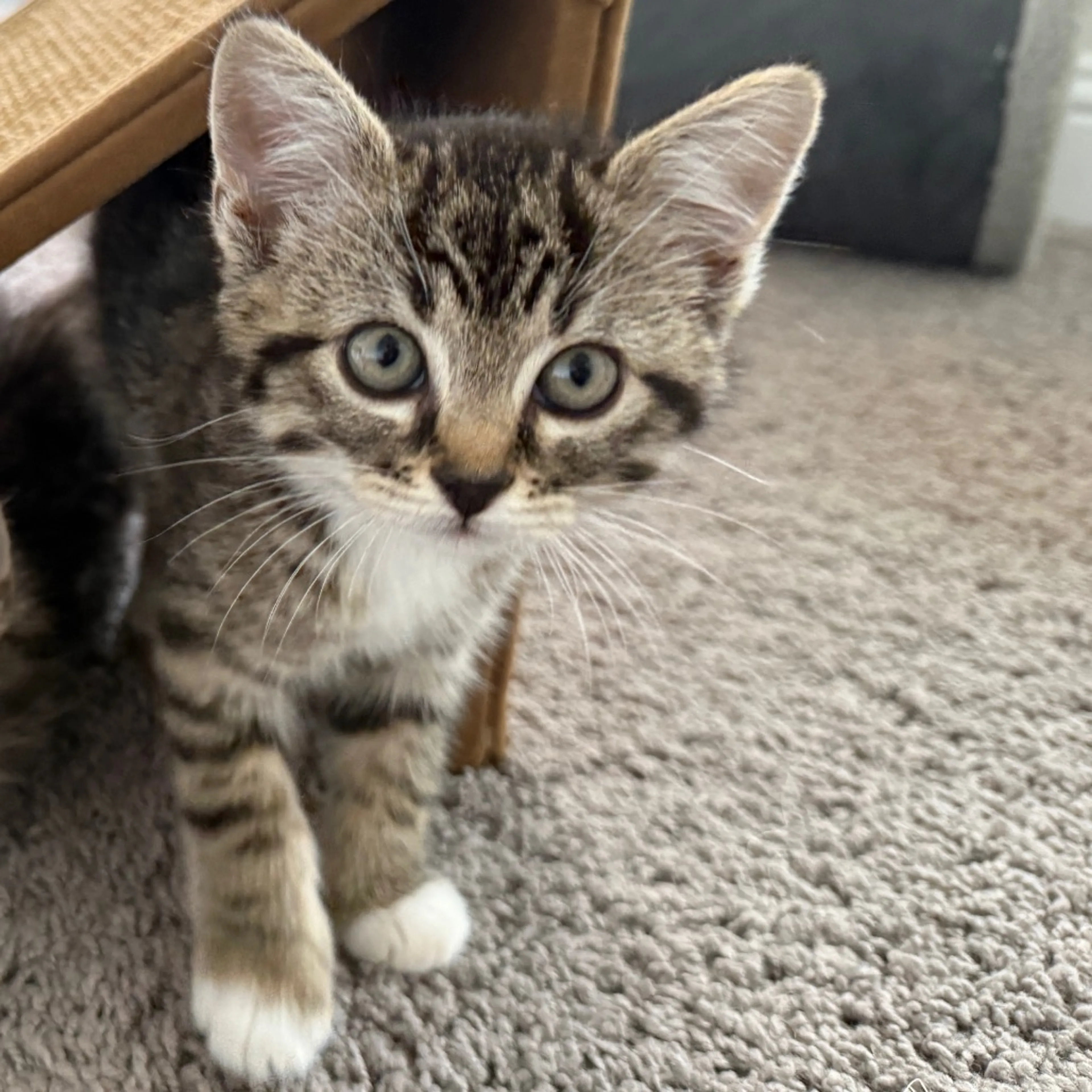 Found pet-16