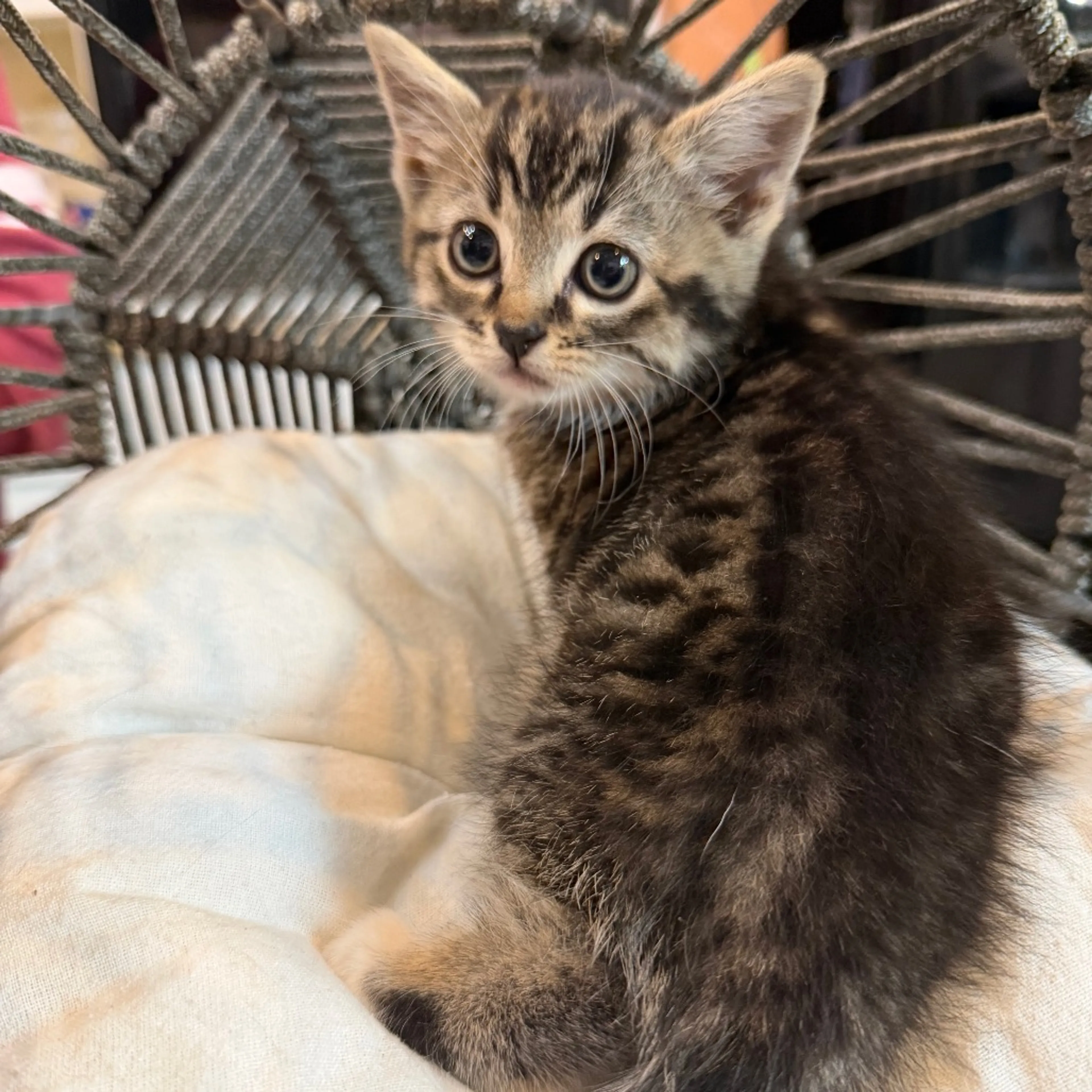 Found pet-4