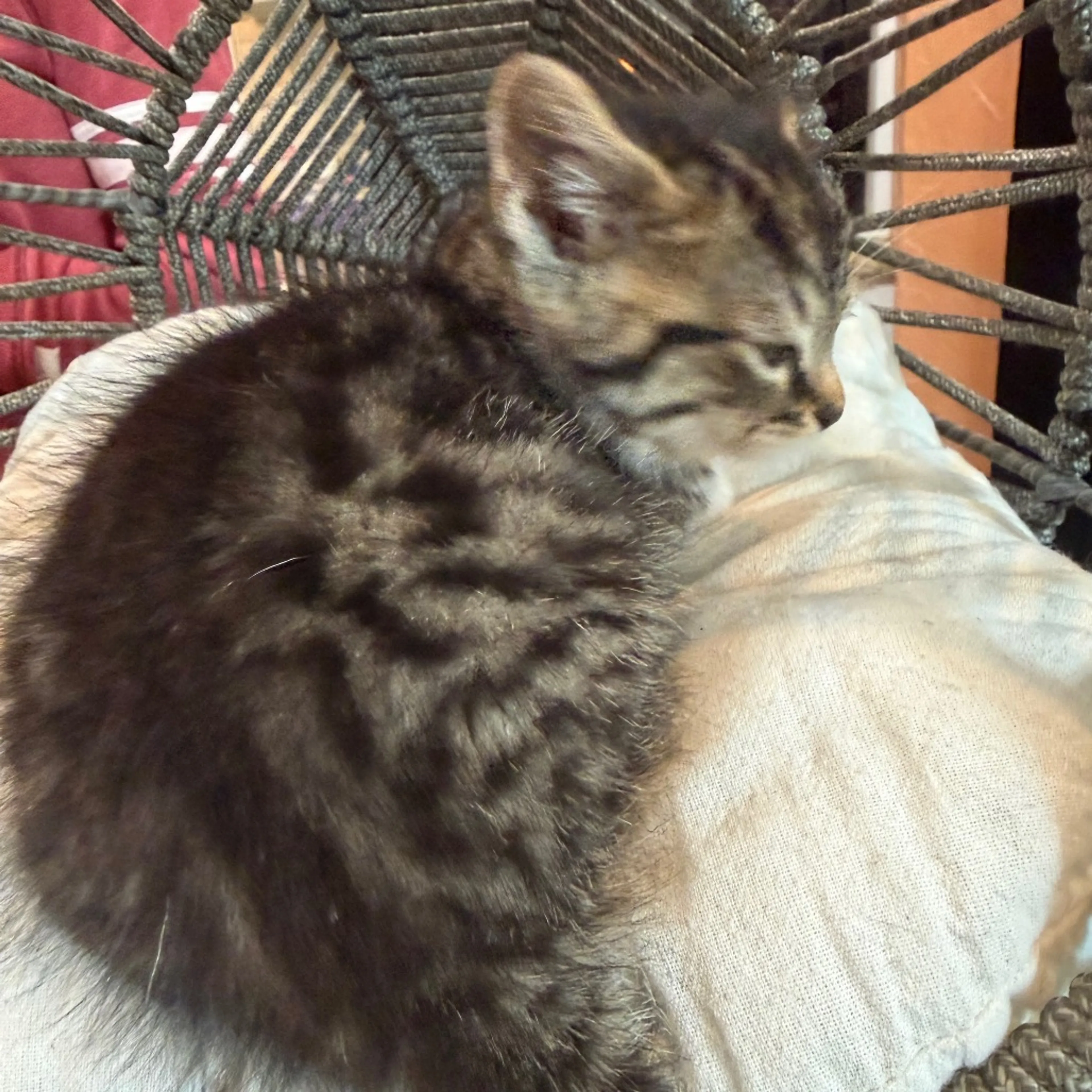 Found pet-2
