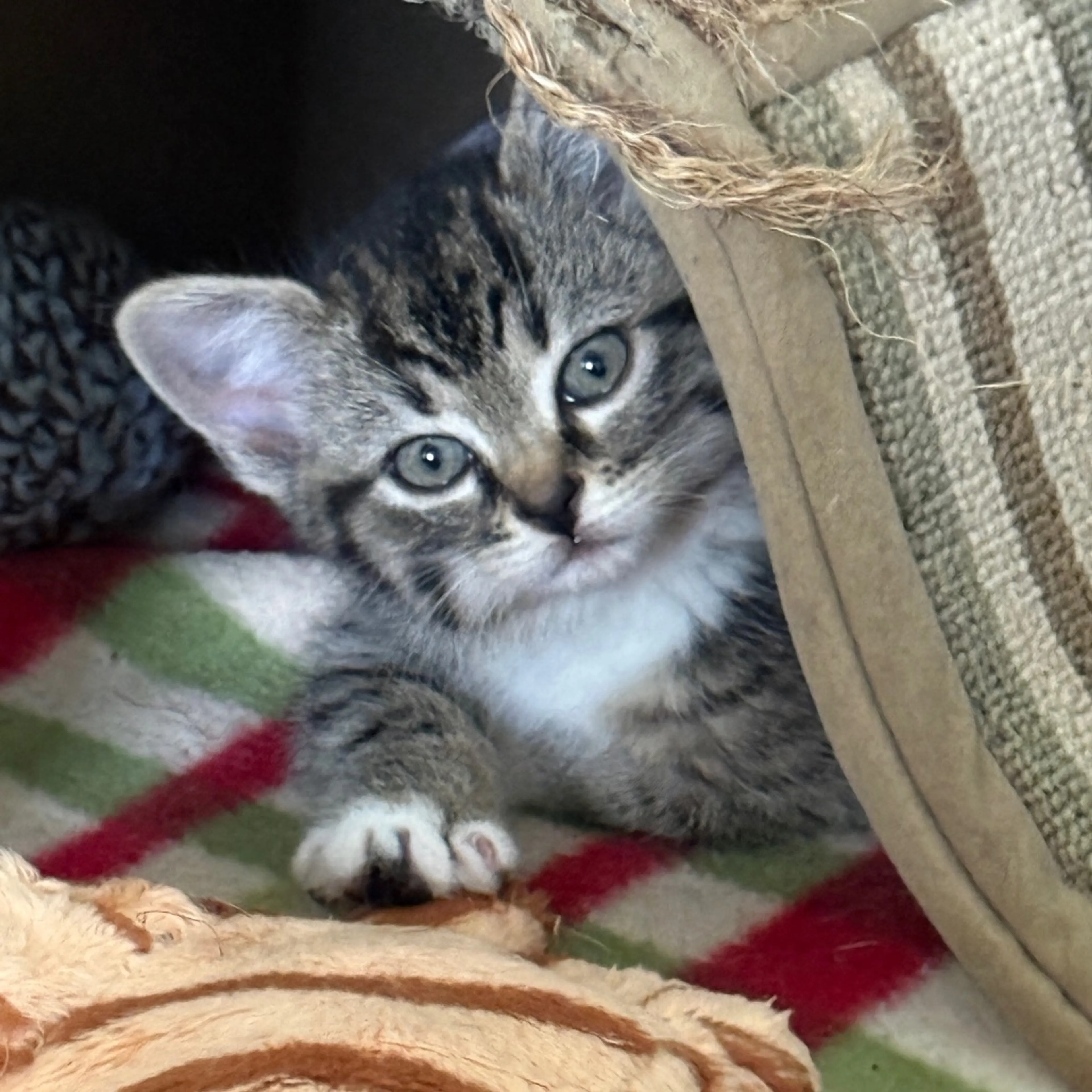 Found pet-12