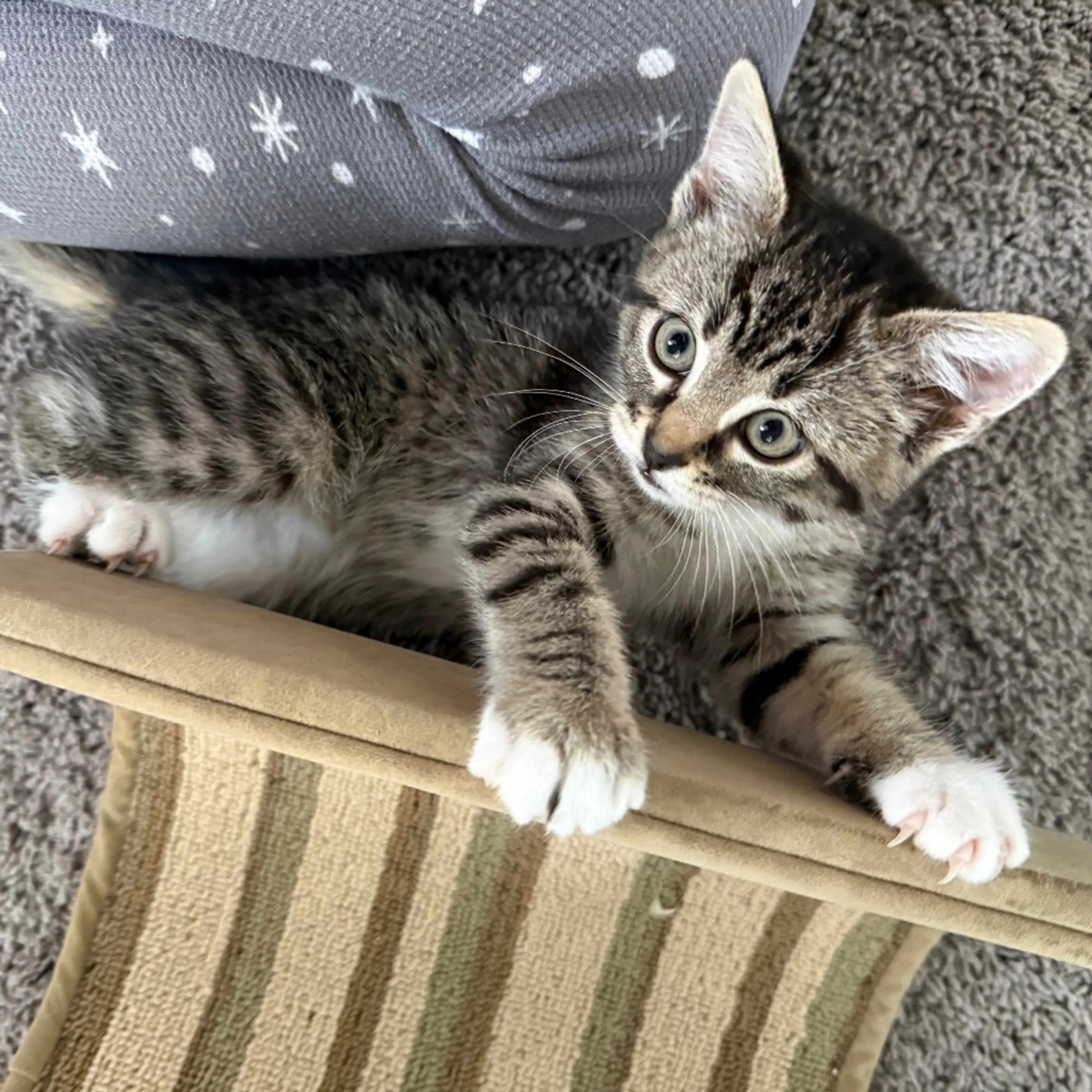 Found pet-14